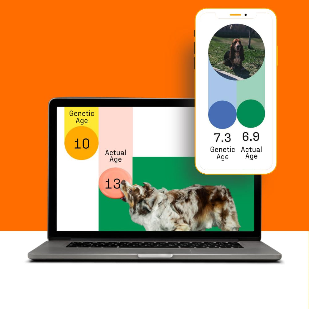 DNA My Dog, conseils personnalisés: améliorer le lien avec votre chien.