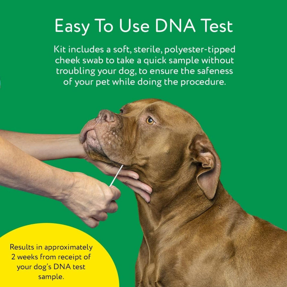 DNA MY DOG : interface utilisateur simple pour accéder rapidement aux résultats
