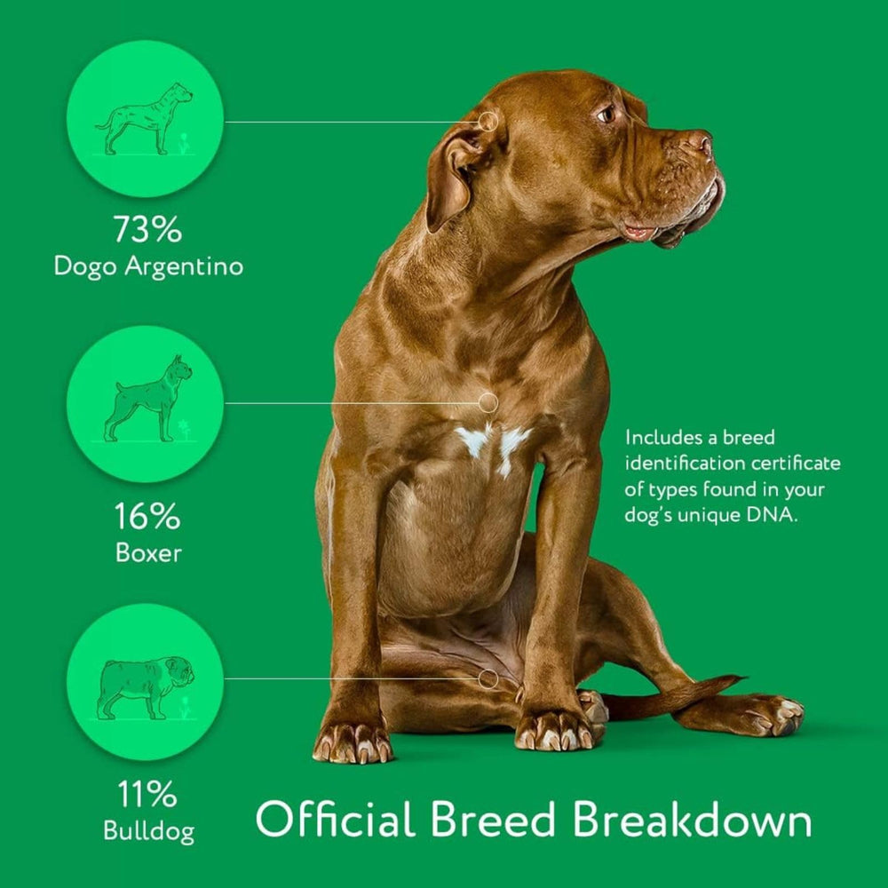 DNA MY DOG : aperçu de la personnalité et des traits dominants