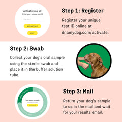 DNA MY DOG résultats en ligne accessibles rapidement et clairement