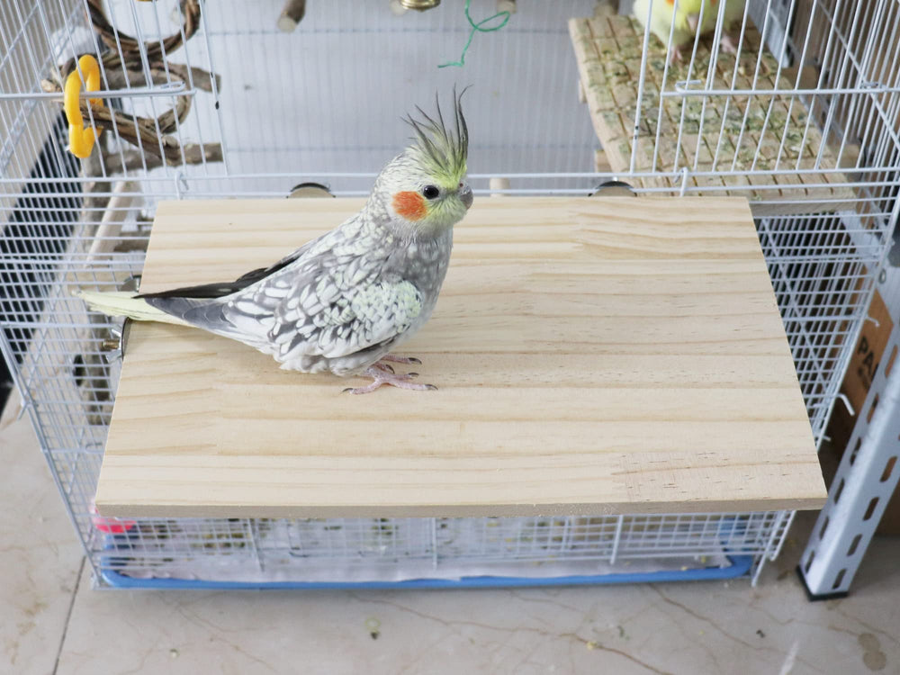 Dnoifne perchoir-rectangle animaux petits bois, idéal pour cages et compagnons