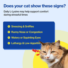Doctor By FELYSIN – chat en train de lécher, preuve d'appétence élevée.