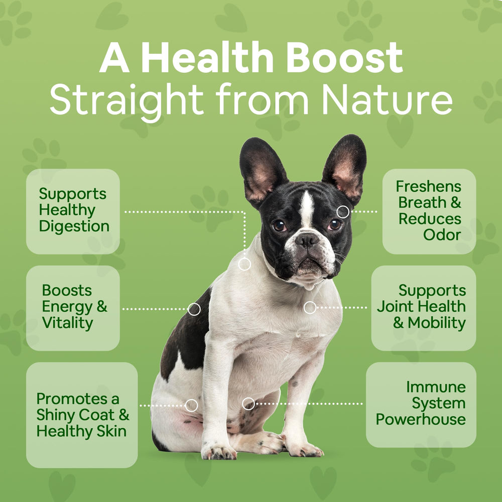 Dog Greens emballage grande taille chien, valeur et longévite du supplement