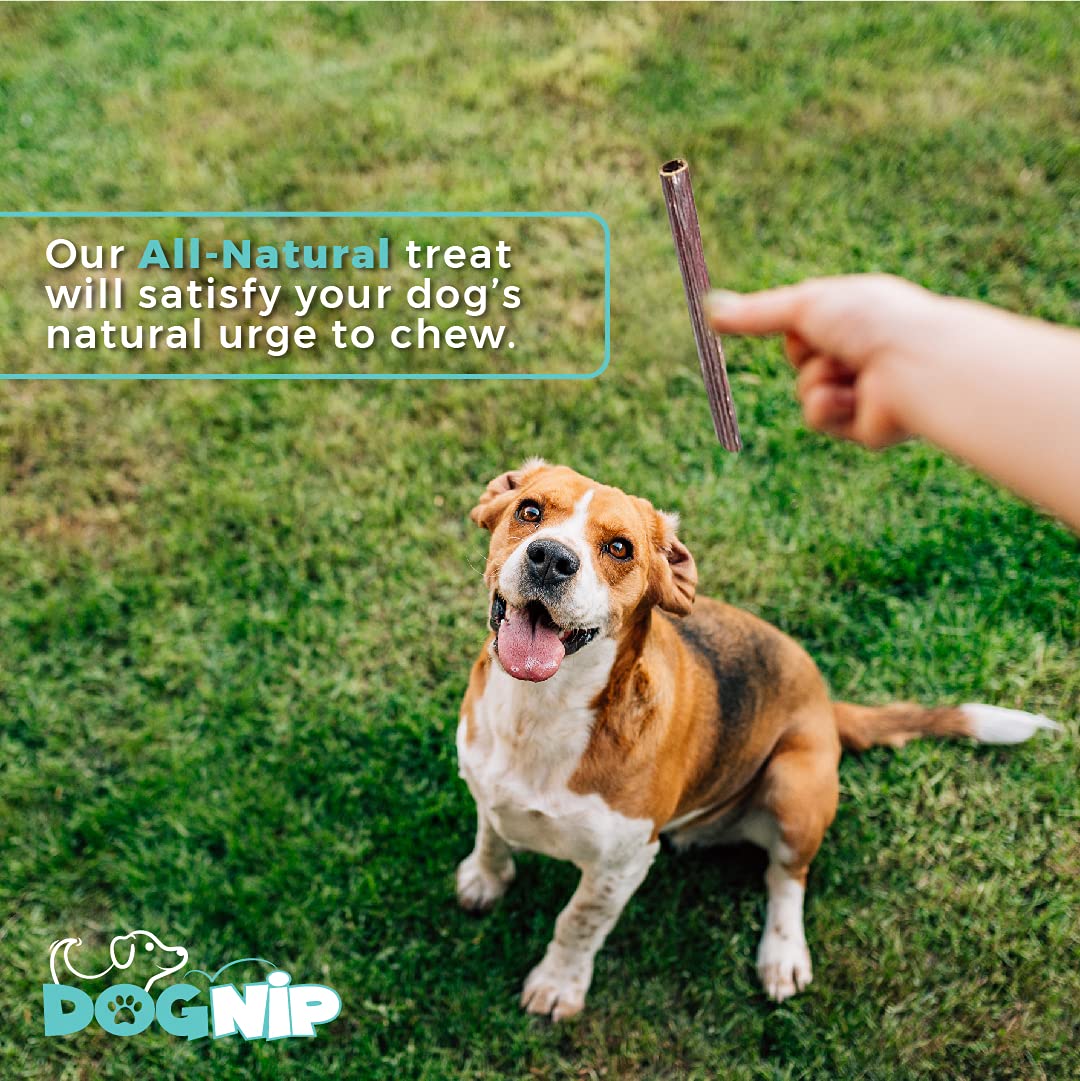 Dog Nip usage quotidien régal pour chiens.