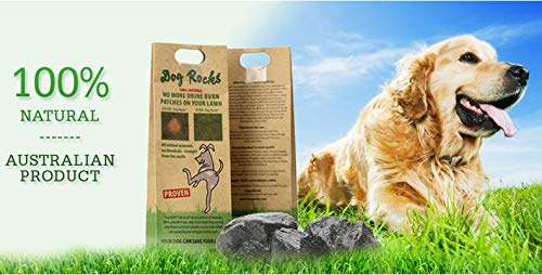 Dog Rocks pelouse-verte montre une herbe plus dense et verte