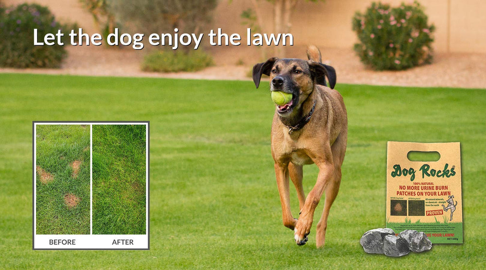 Dog Rocks usage extérieur pelouse pour préserver la verdure en été