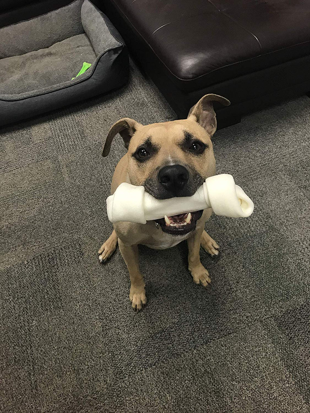 Dog Treat Outlet – emballage sécurisé et refermable pour garder la fraîcheur