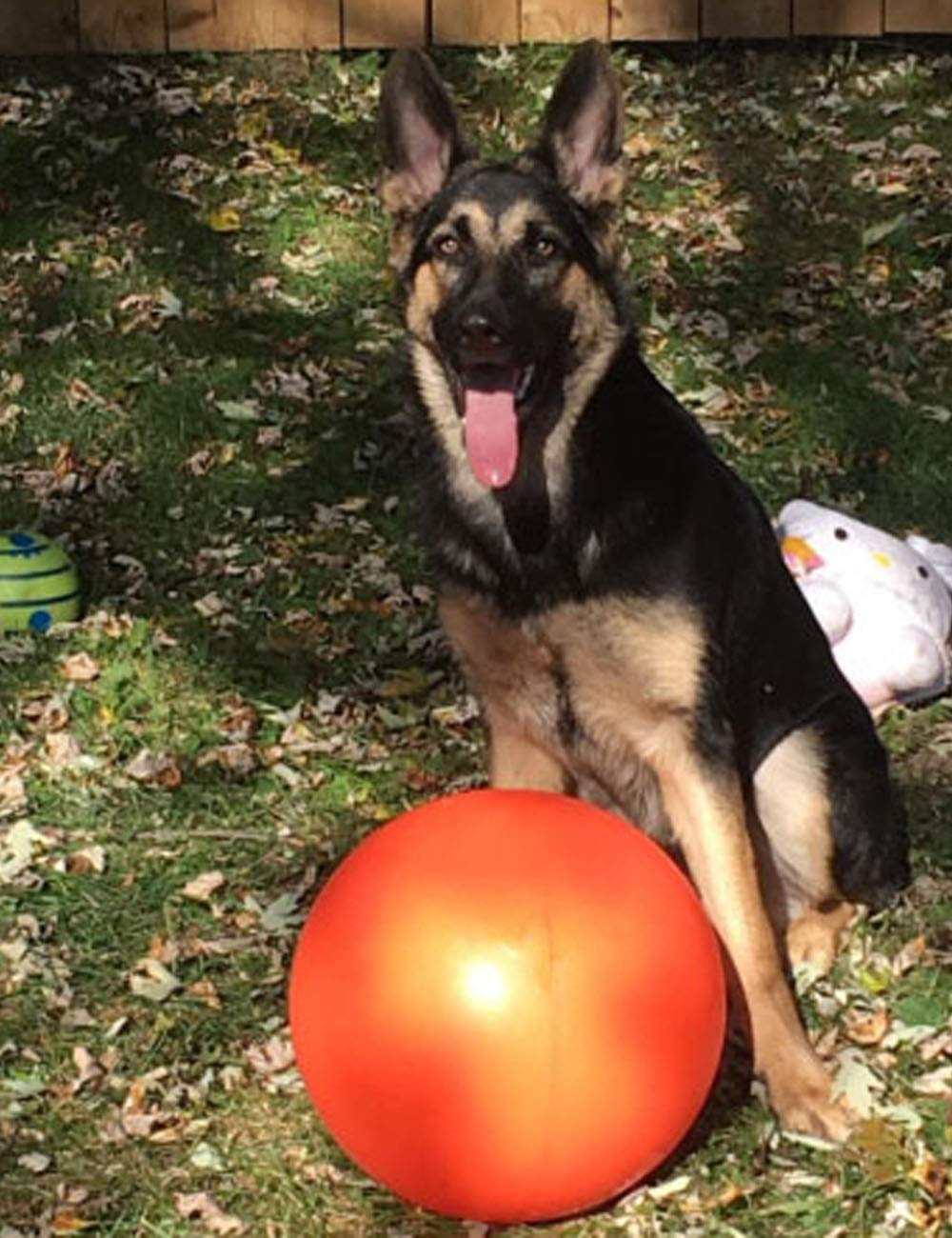Balle flottante Doggie Dooley, idéale pour jeux d'extérieur et récupération aquatique.