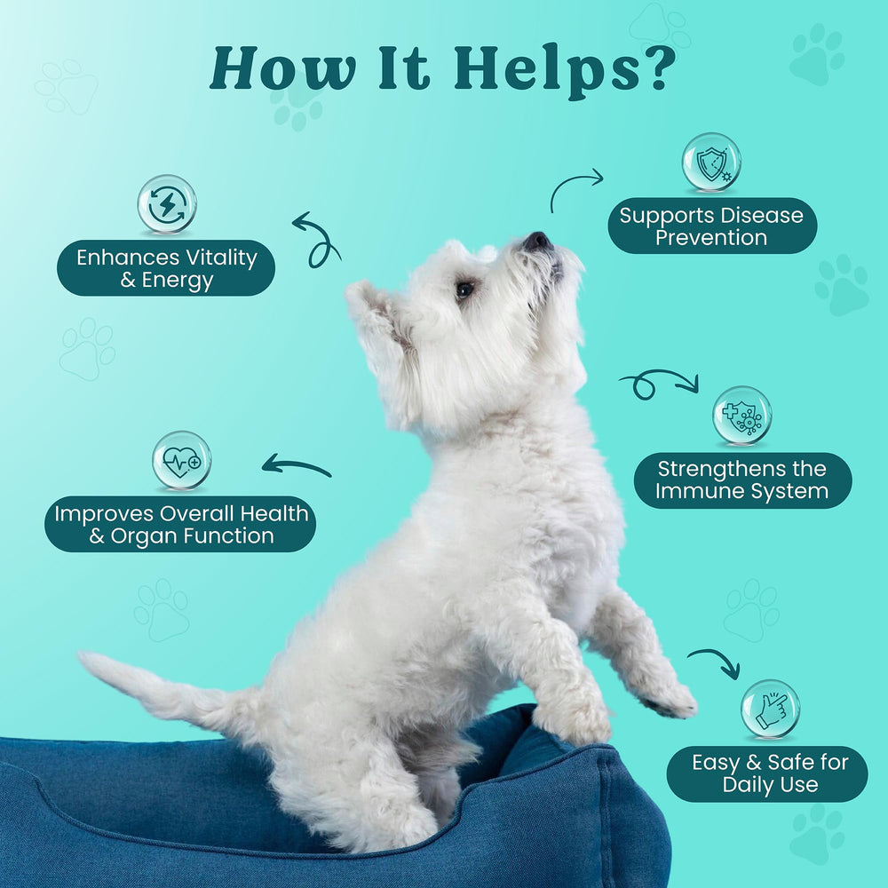 Doggie Herbs Chaga, Lions Mane et Cordyceps — champignons complémentaires ciblant les organes importants