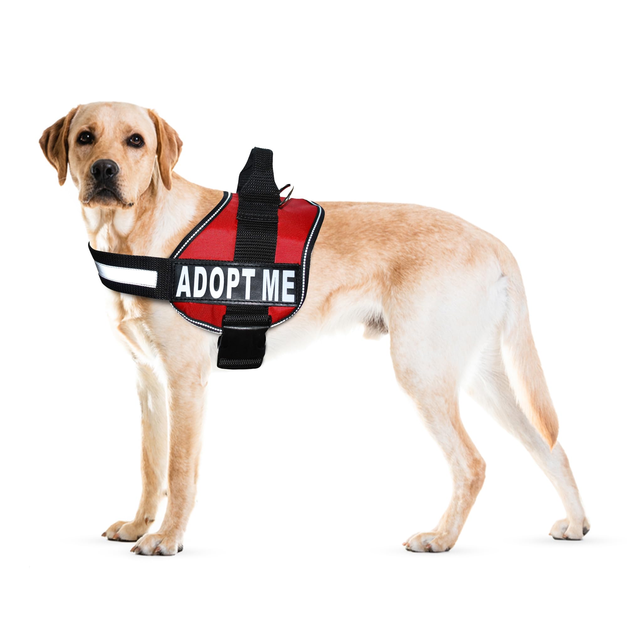 Harnais Doggie Stylz Adoptez-Moi en nylon, confort durable pour petits et moyens chiens.