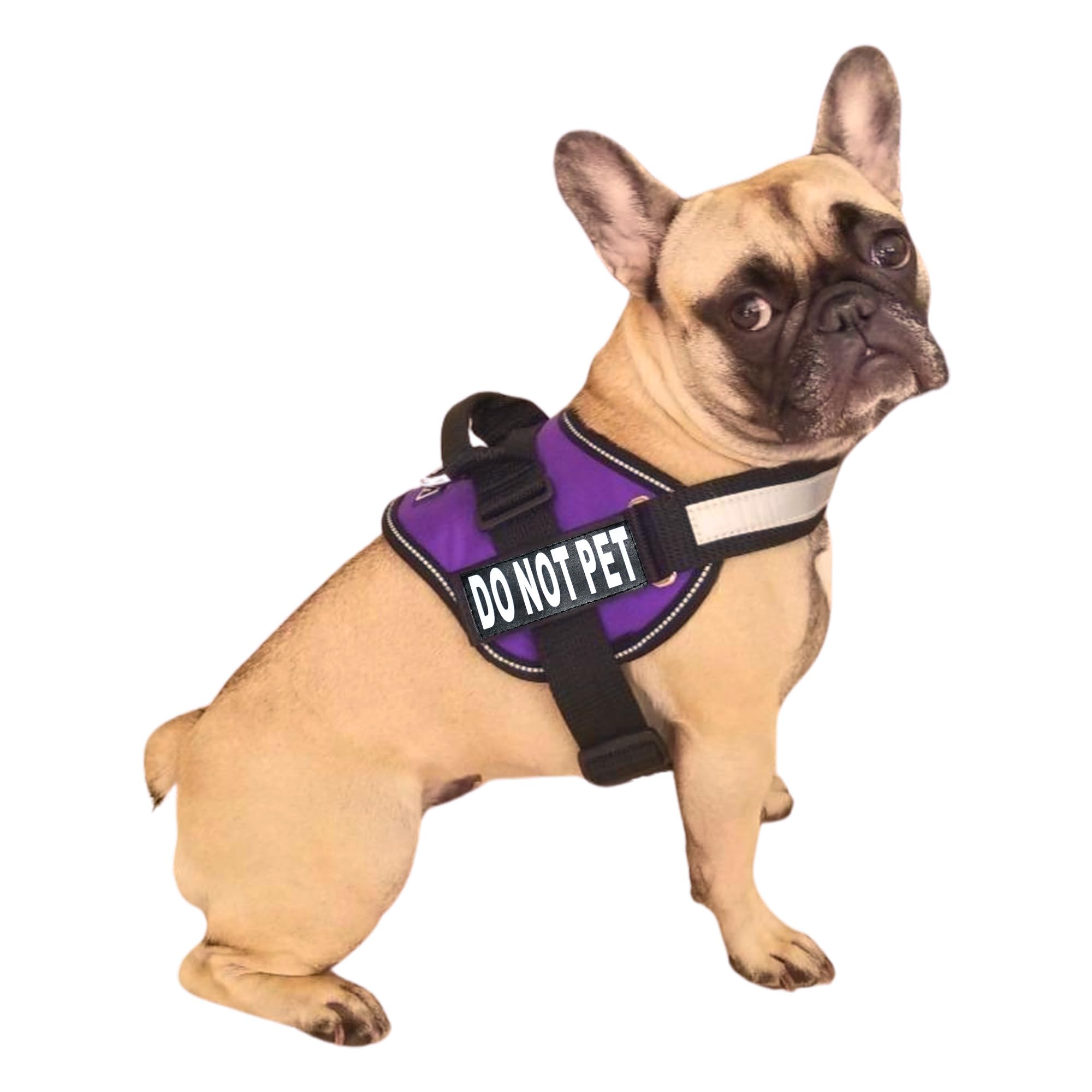 Harnais Doggie Stylz avec patch pour signaler l'espace nécessaire.