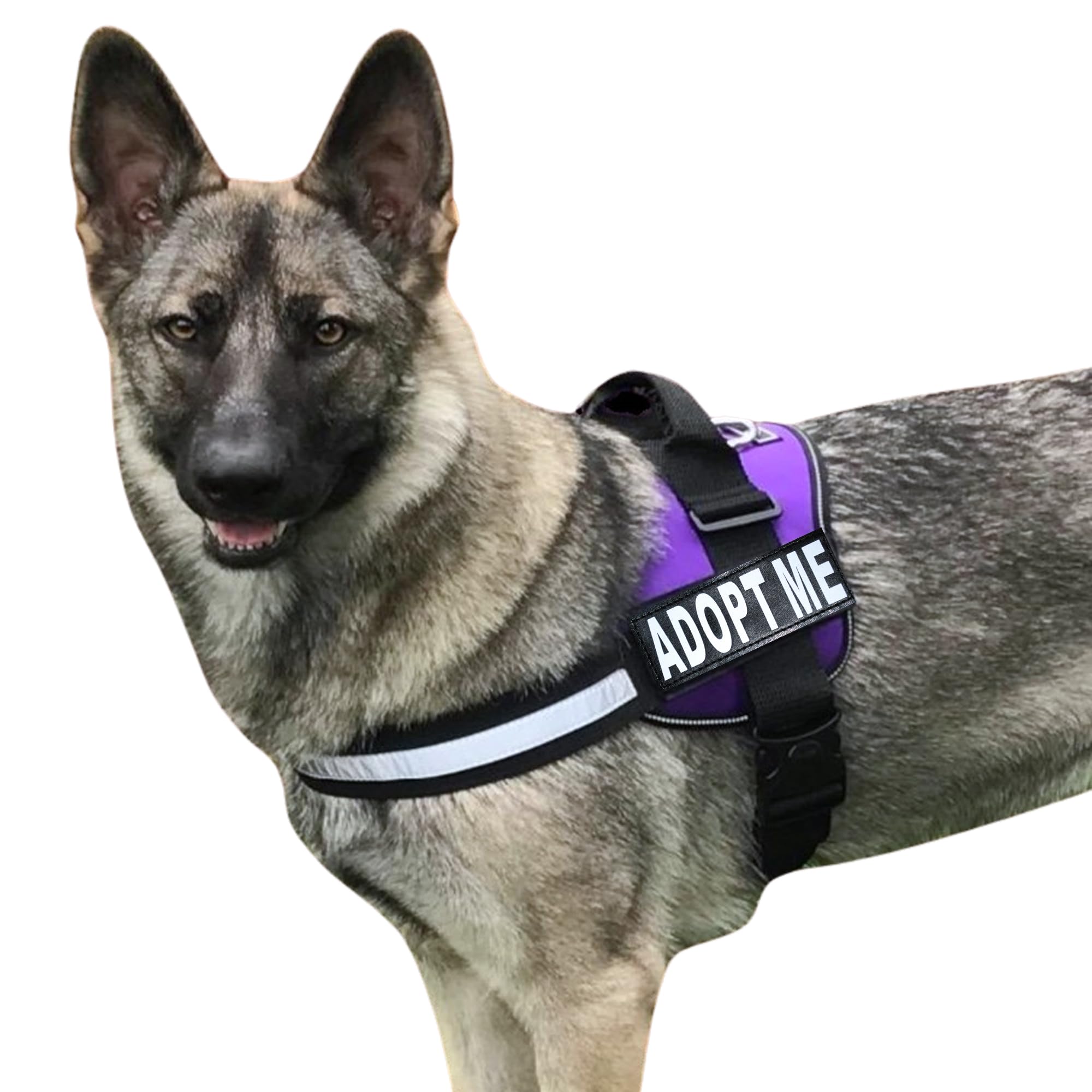 Harnais Doggie Stylz Adopt Me en nylon avec patchs réfléchissants pour plus de visibilité