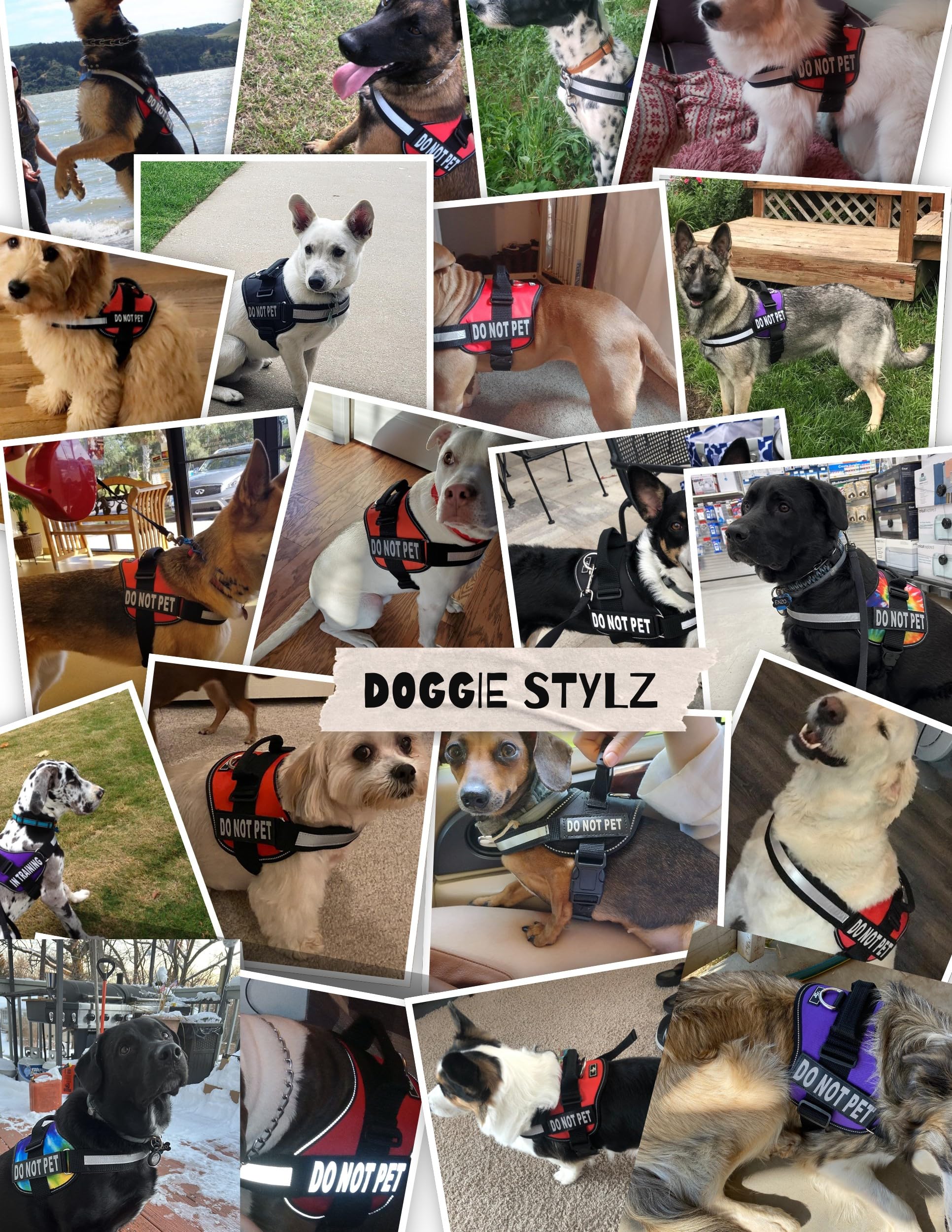 Harnais Doggie Stylz Utilisation quotidienne et routines faciles.