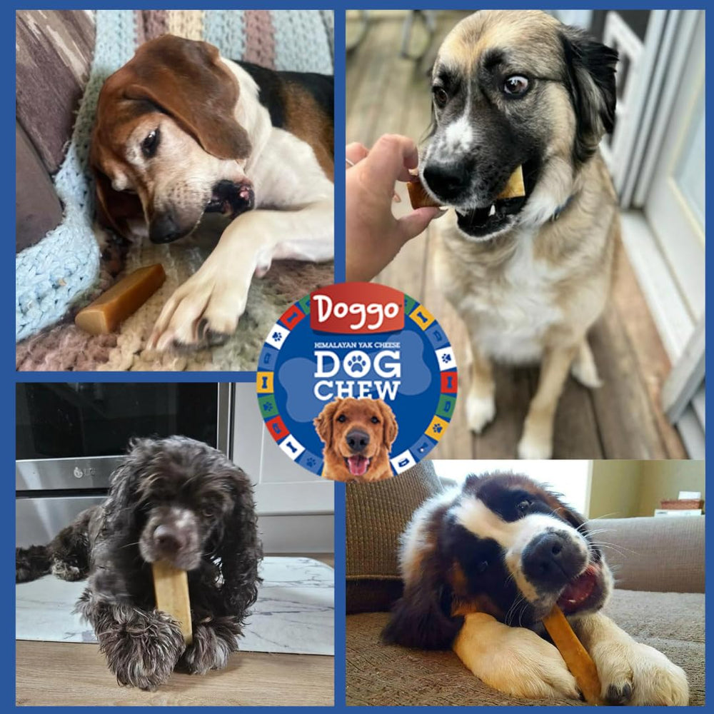 Doggo Dog Chew ingrédients 100% naturels sans additifs