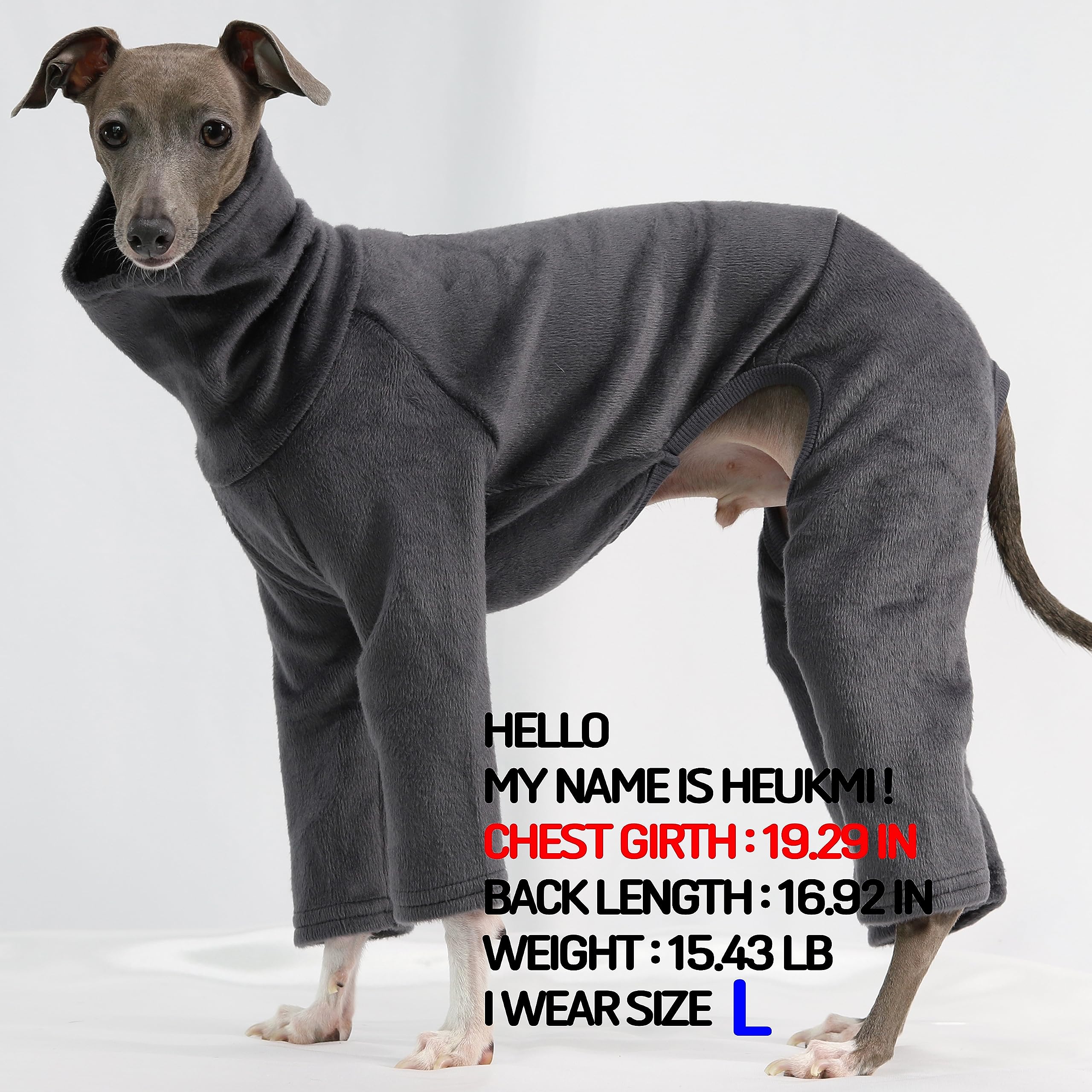 Doggystar col roulé pour lévrier italien, facile à mettre lors des balades froides.