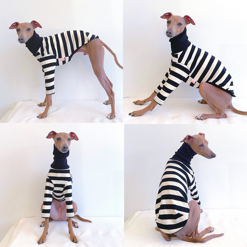 Doggystar col roulé pour lévrier, enfilage rapide et confort.