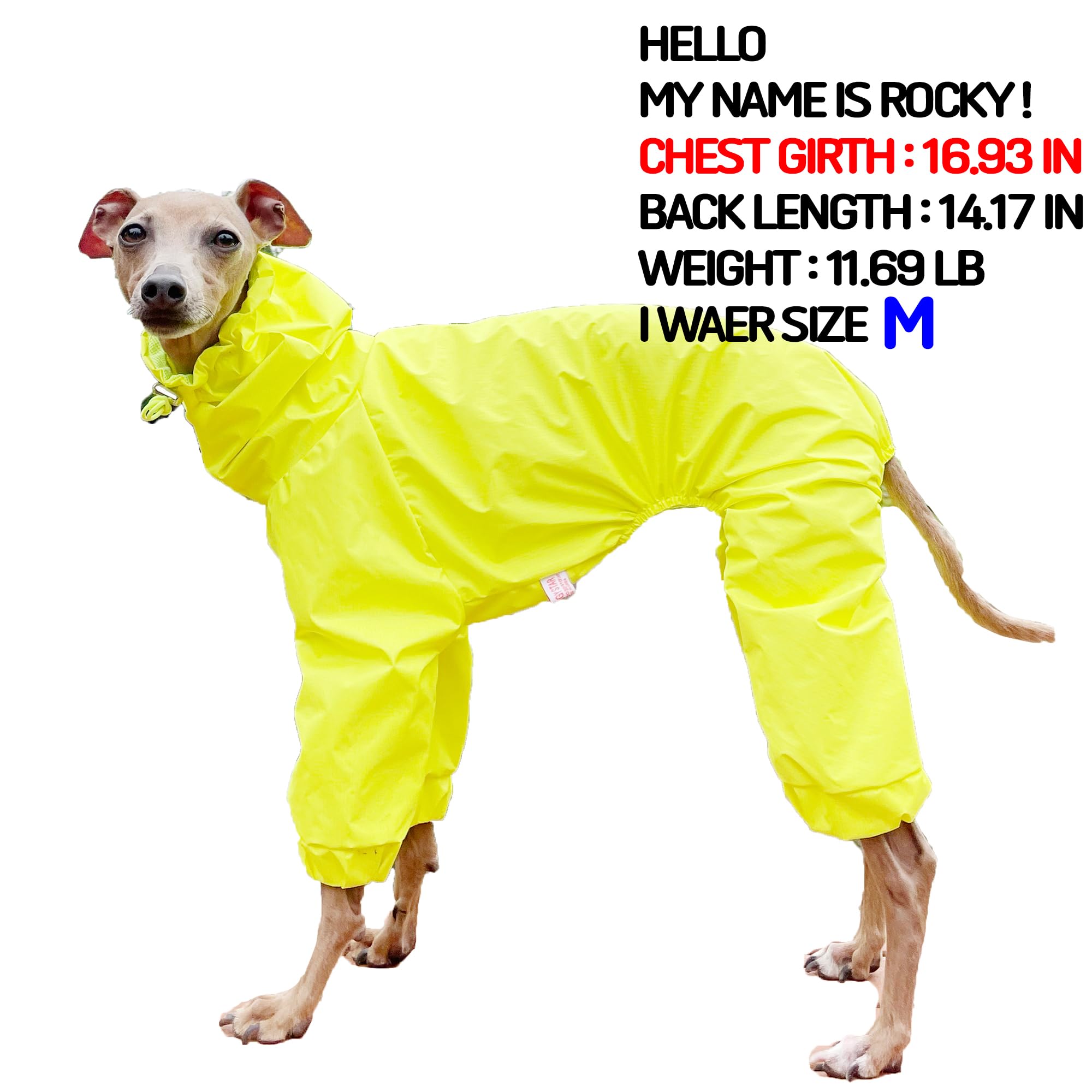 Doggystar veste imperméable Whippet jaune – pratique lors des sorties pluvieuses.