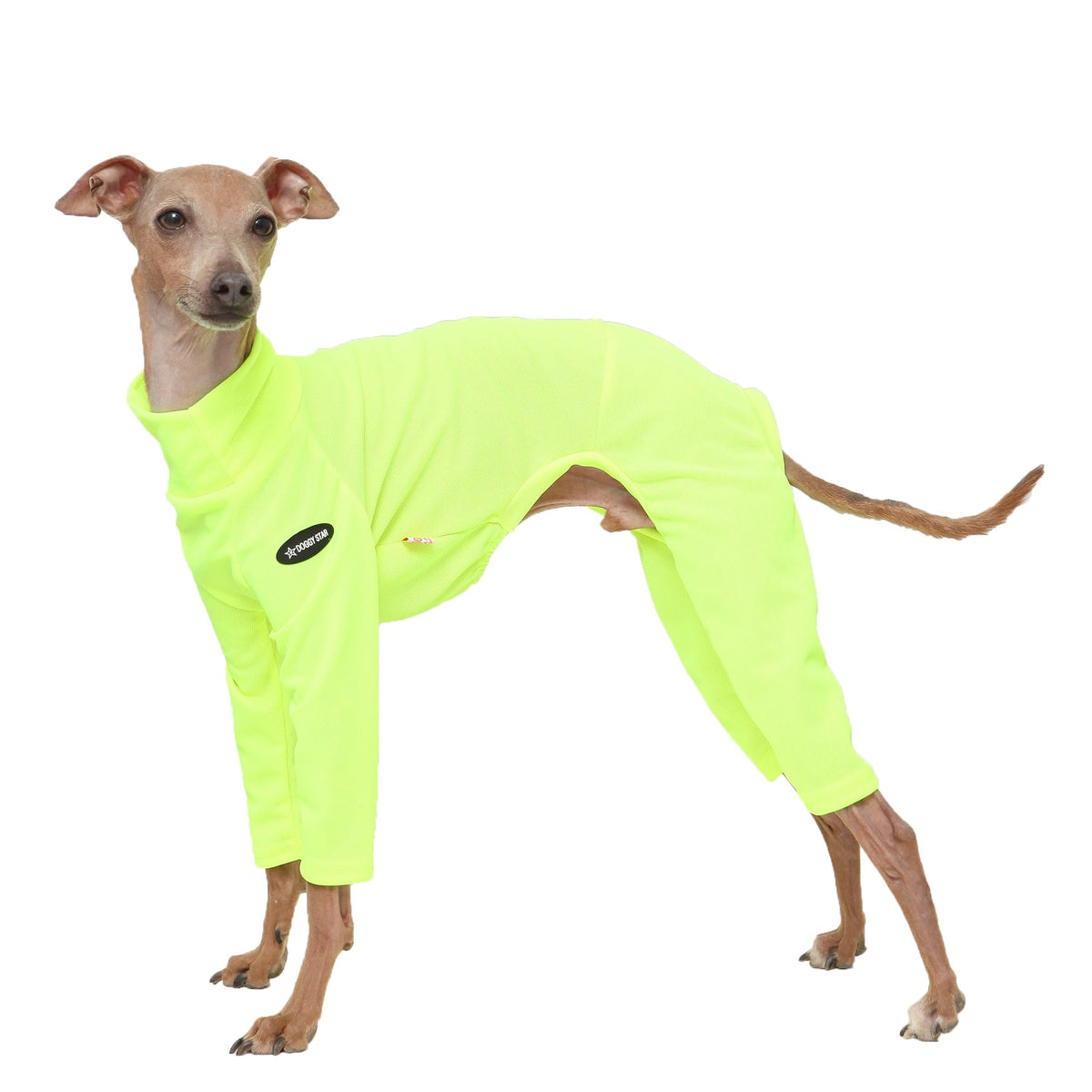 Doggystar onesie néon jaune pour greyhound italien, facile à enfiler lors des sorties.