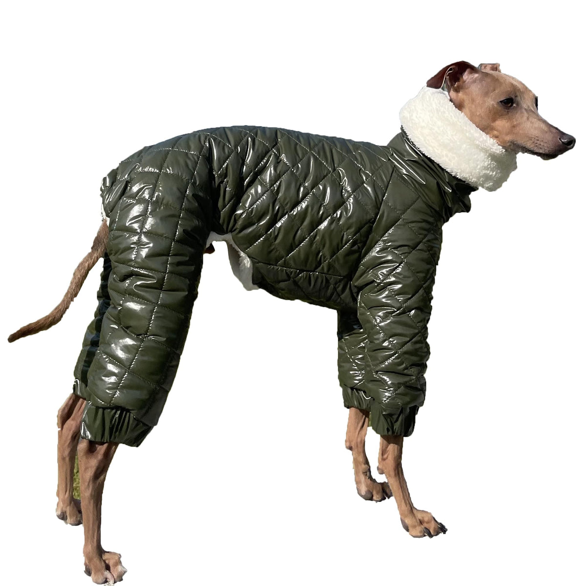 doggystar manteau-neige-italian-greyhound avant, protection thermique en promenade hivernale