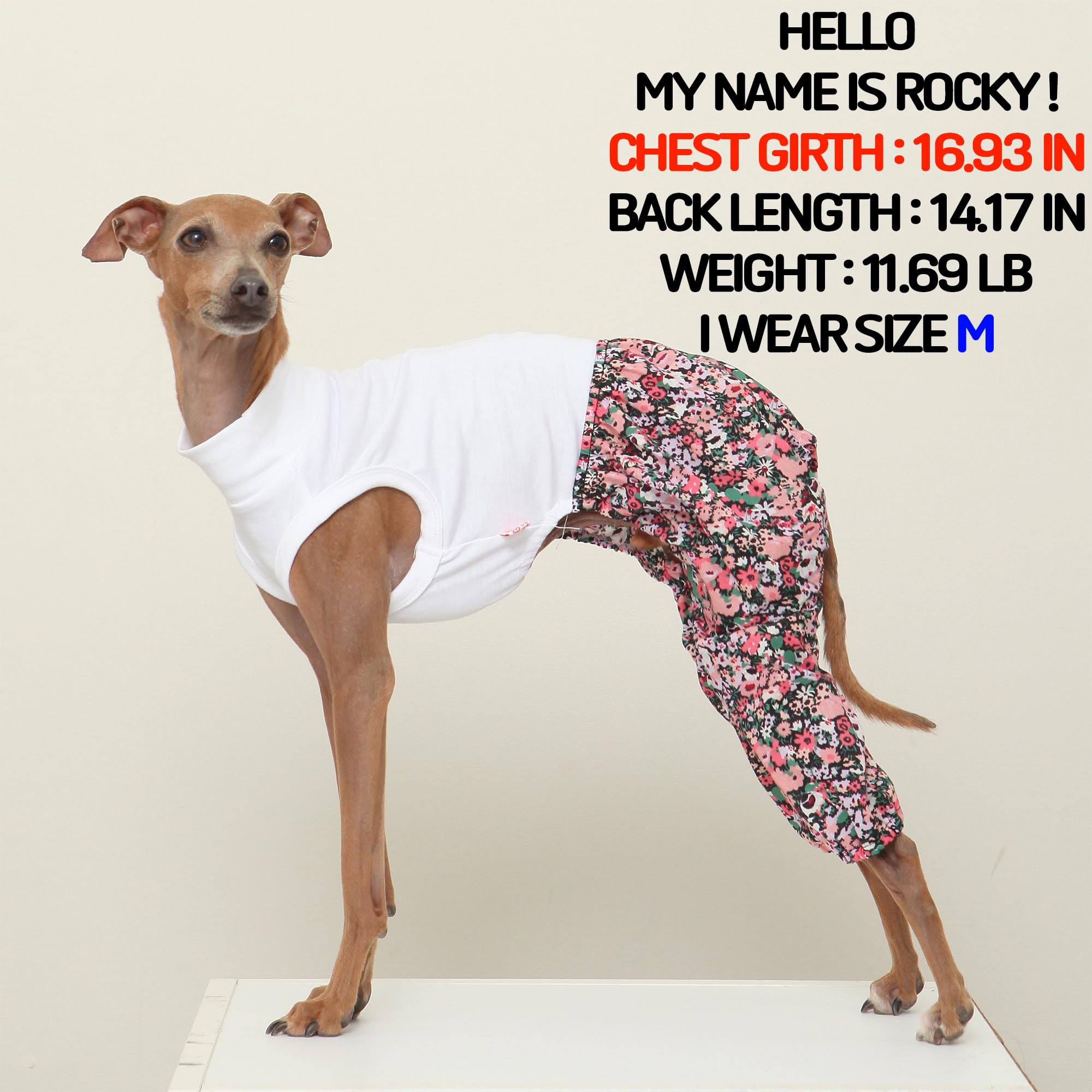 Doggystar Mombbe : ensemble lévrier whippet noir, tenue pratique.