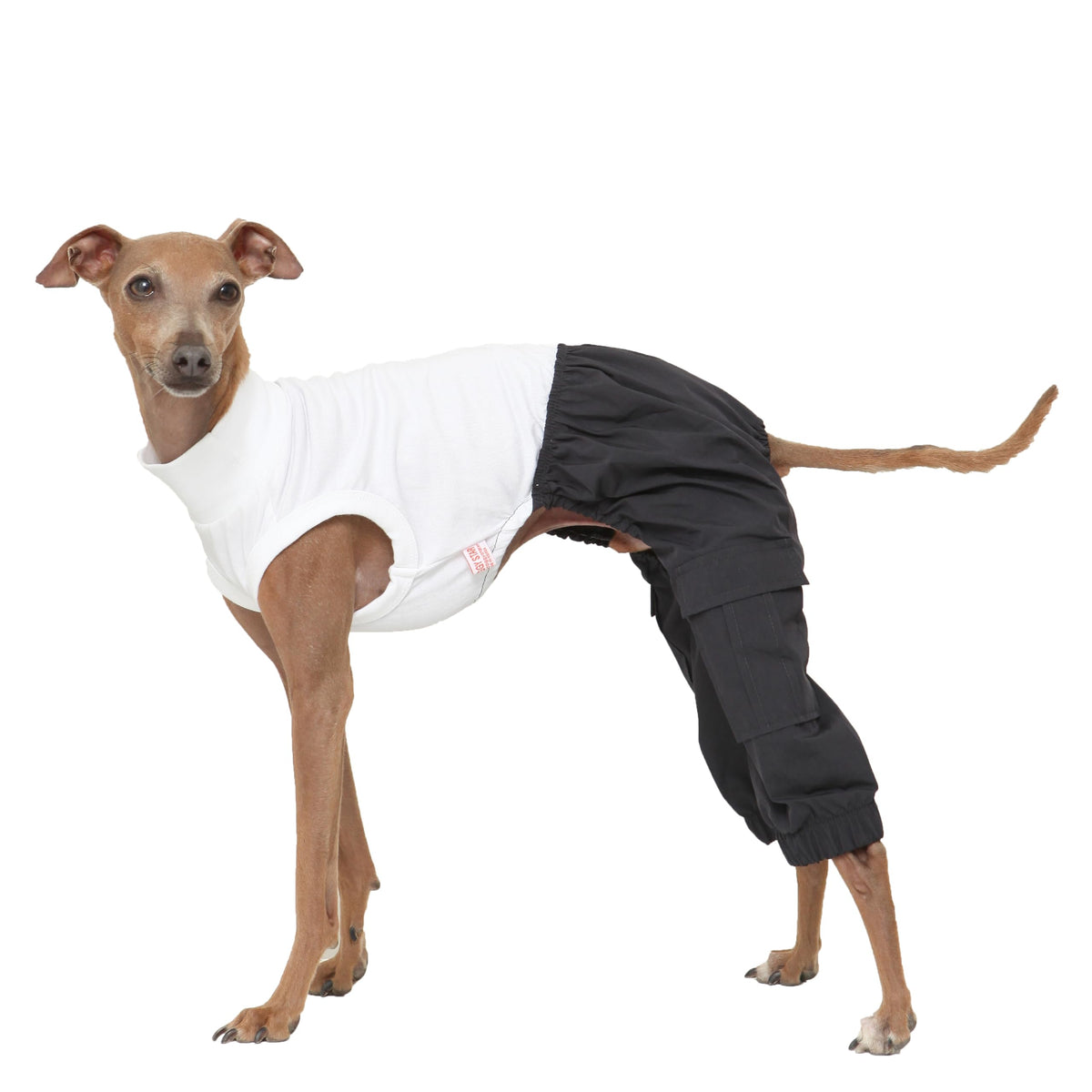 Doggystar pantalon cargo pour chien italien greyhound, confort et liberte de mouvement pendant les promenades.