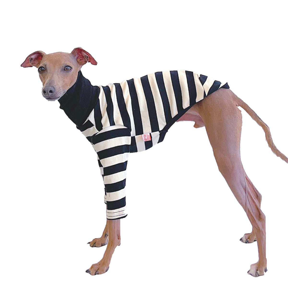 Doggystar t-shirt lévrier italien 3XL rayures ivoire noir, confort et liberté de mouvement.
