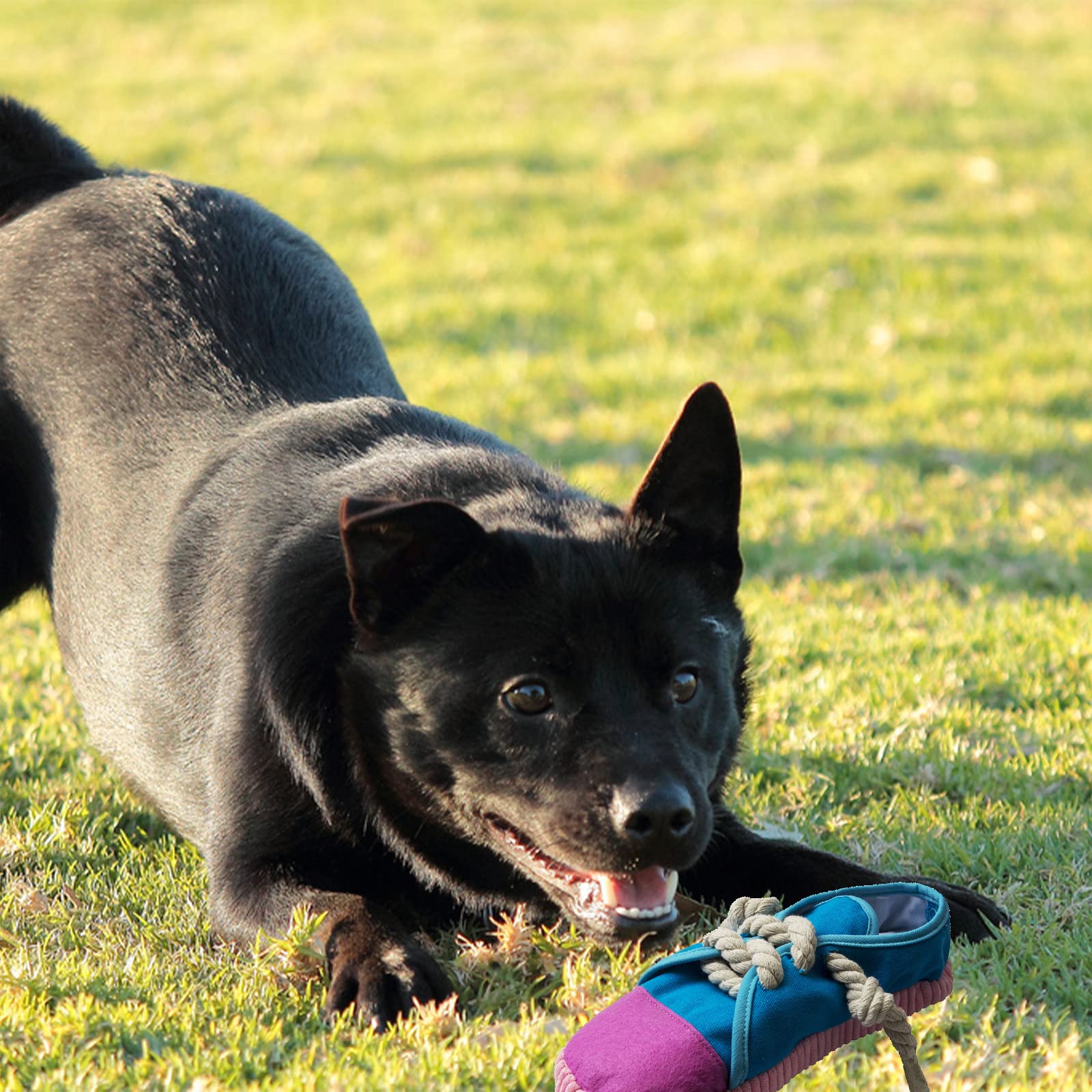 Jouet DOGOWU idéal cadeau pour chien et sessions interactives.