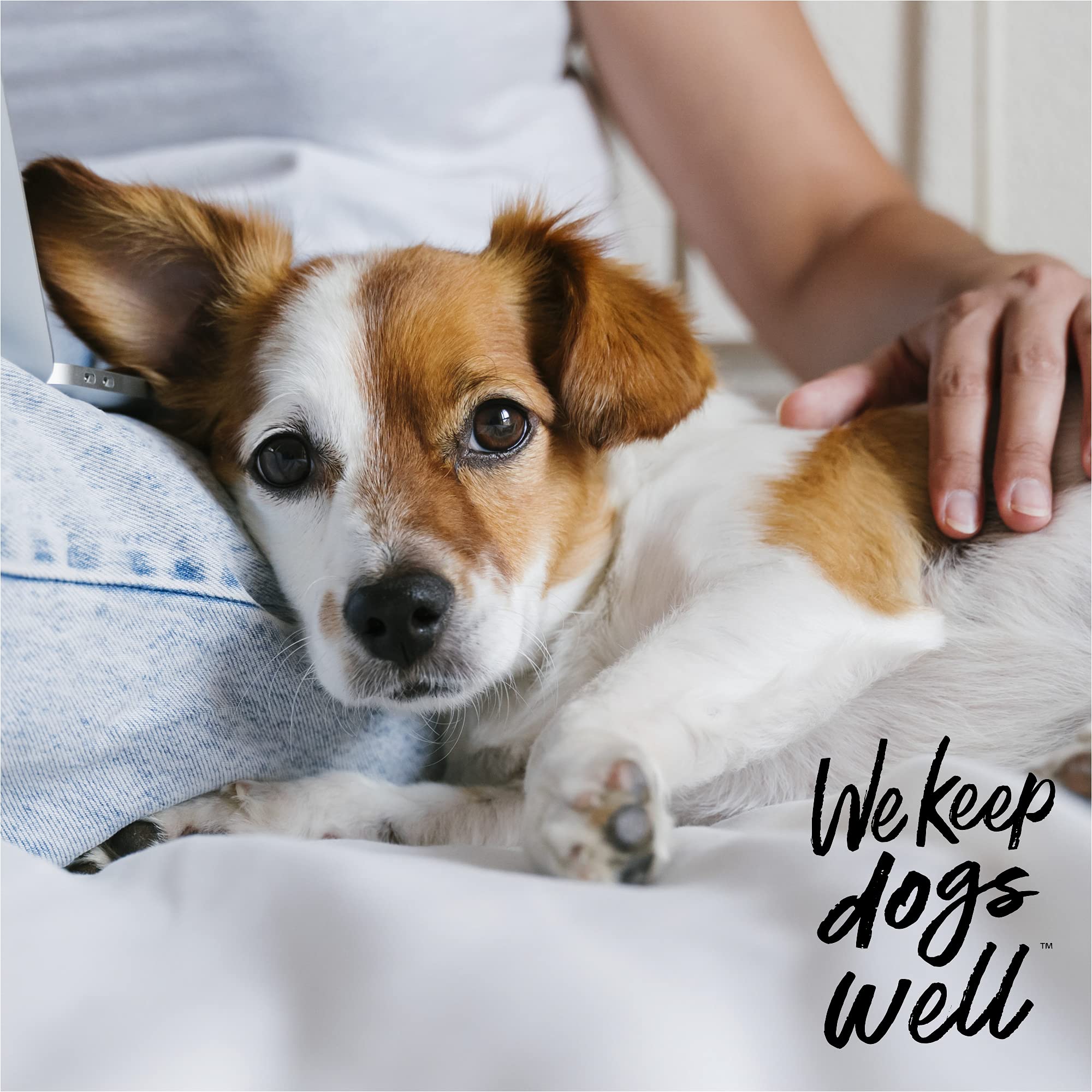 DOGSWELL Remedy + Recovery, utilisation avec collier de protection pour chiens.