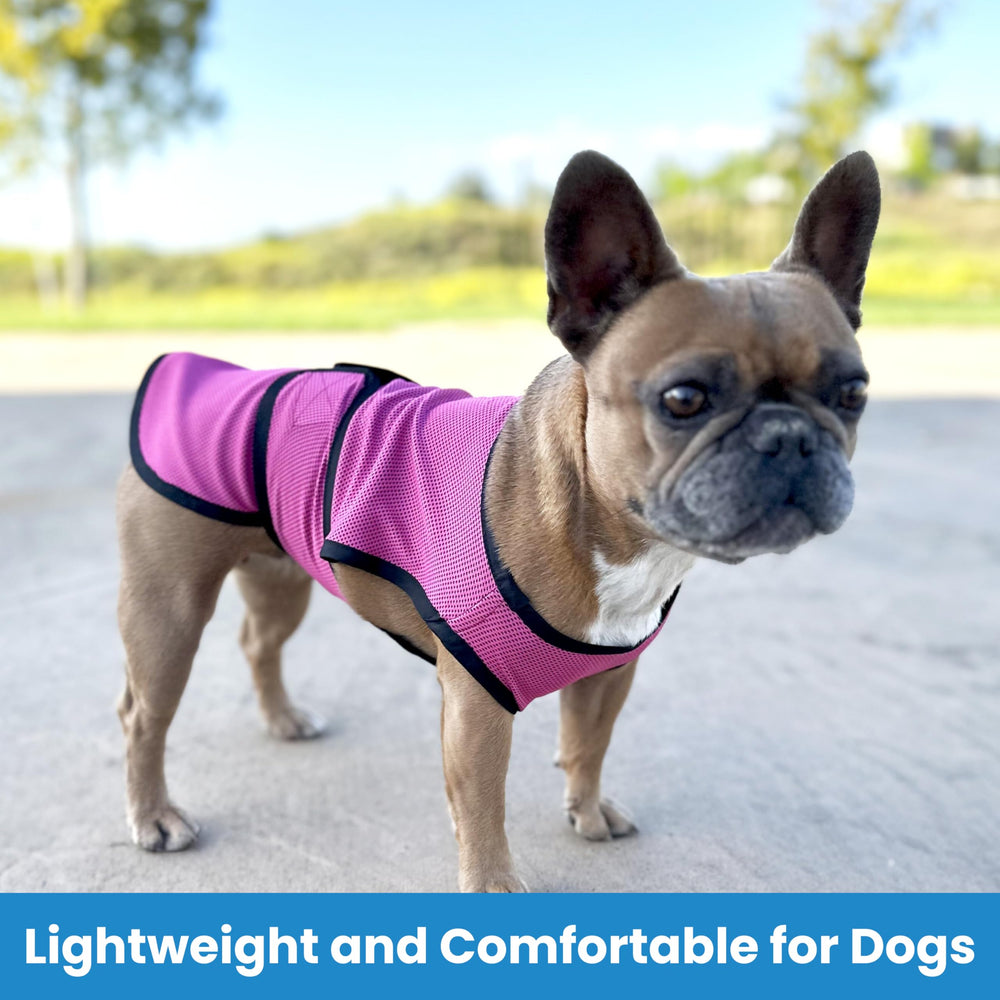 DOGZSTUFF gilet-refroidissant chien-dos – protection UV et refroidissement en extérieur.