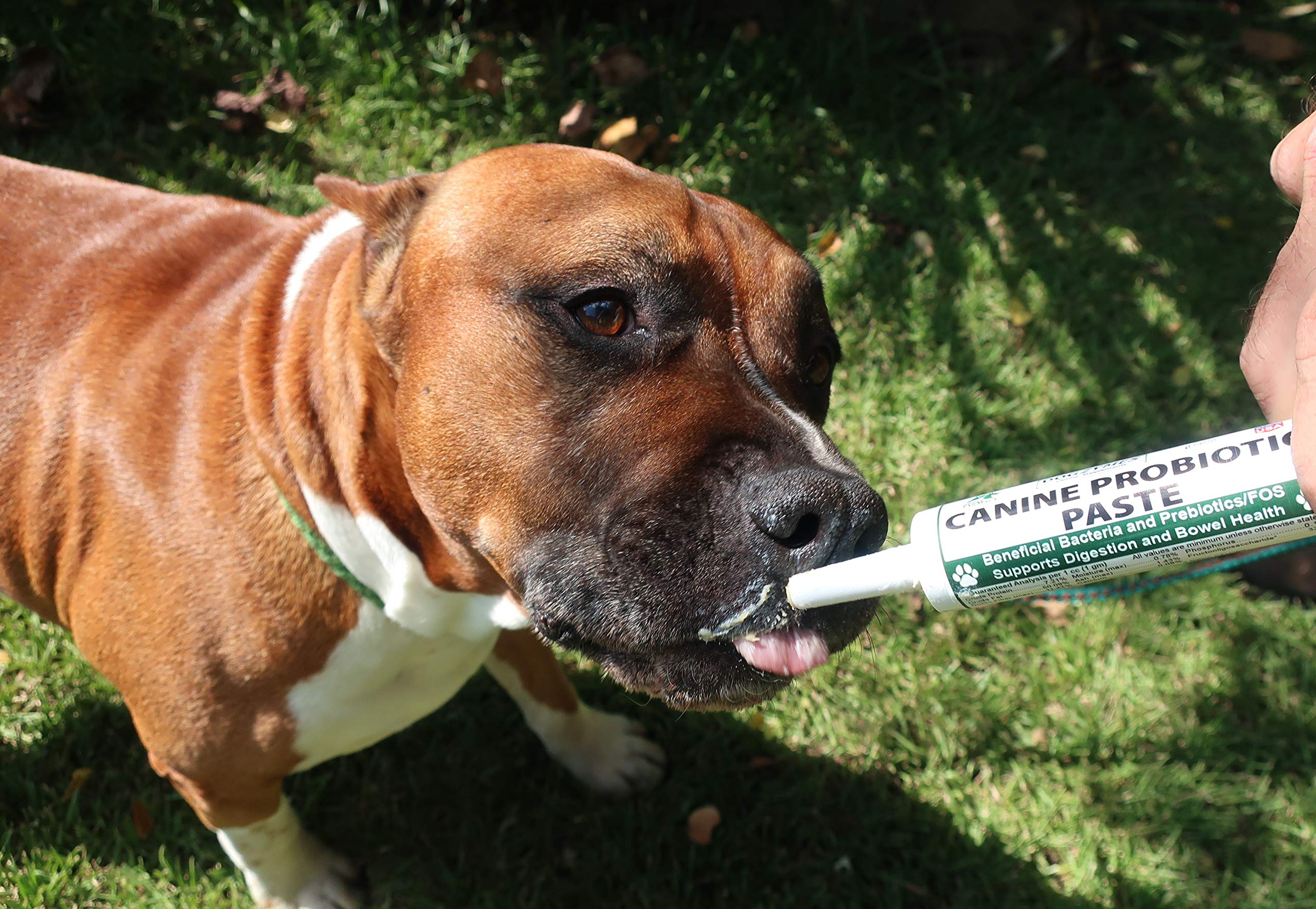Dogzymes Canine Probiotic Paste, utilisation d’urgence sans réfrigération.