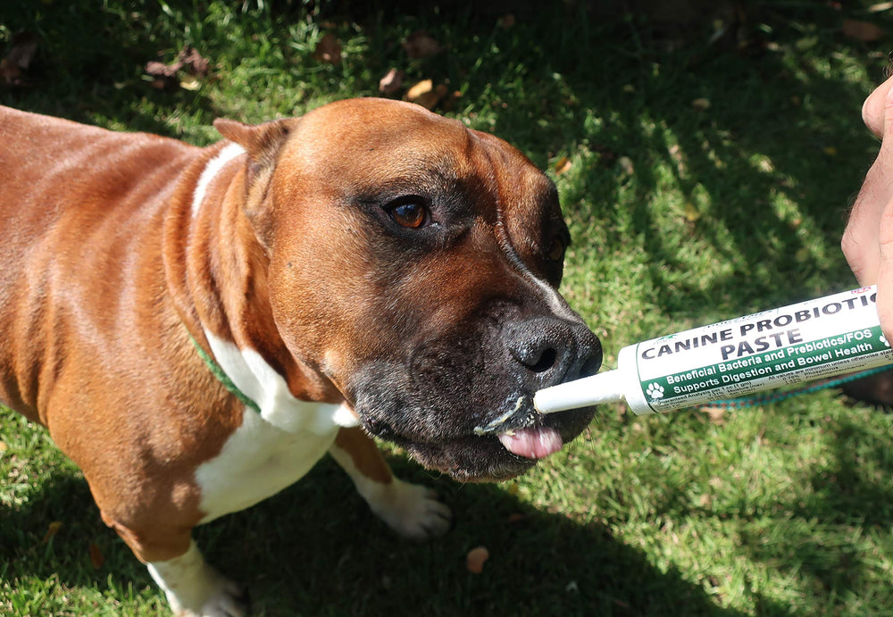Dogzymes Canine Probiotic Paste, utilisation d’urgence sans réfrigération.