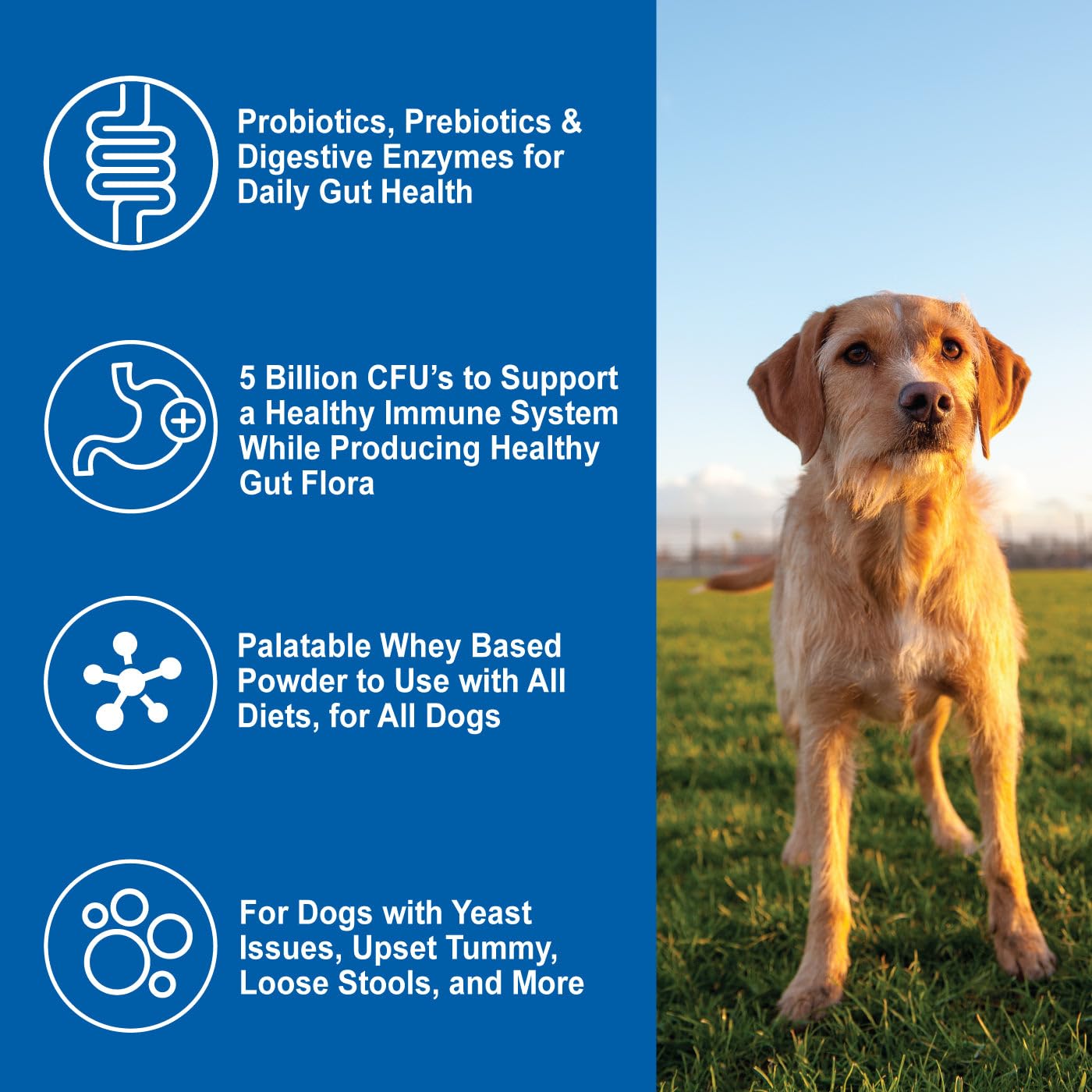 Dogzymes prébiotiques et probiotiques pour l’équilibre intestinal.