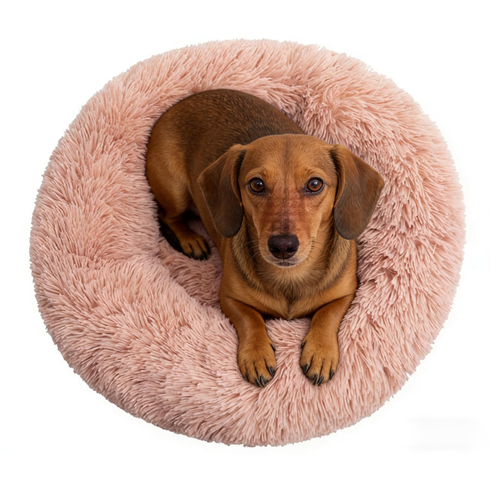 Coussin donut Doimier pour petit chien et chat, cocon apaisant et doux