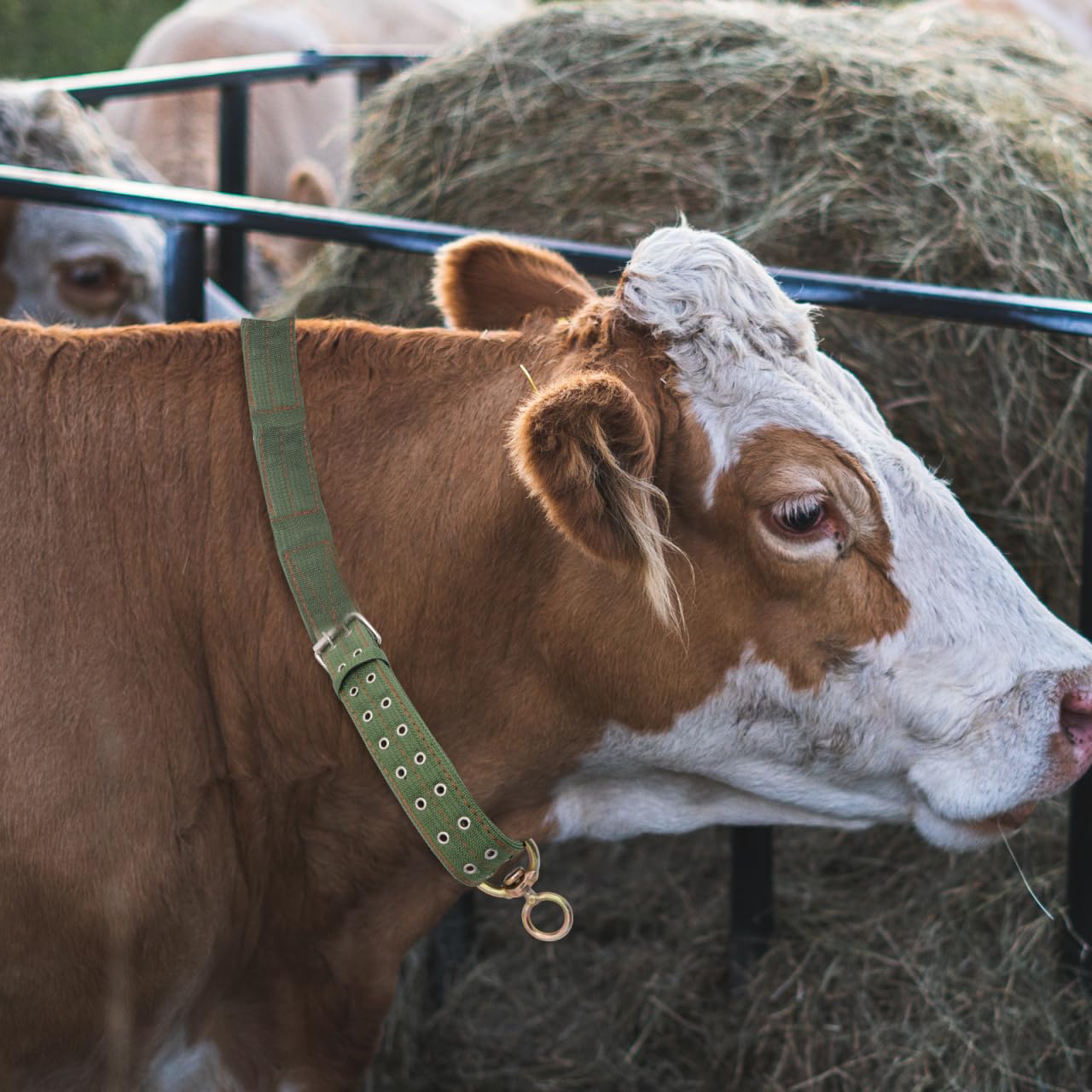 DOITOOL collier toile utilisation ferme: facilite manipulation et nourrissage.