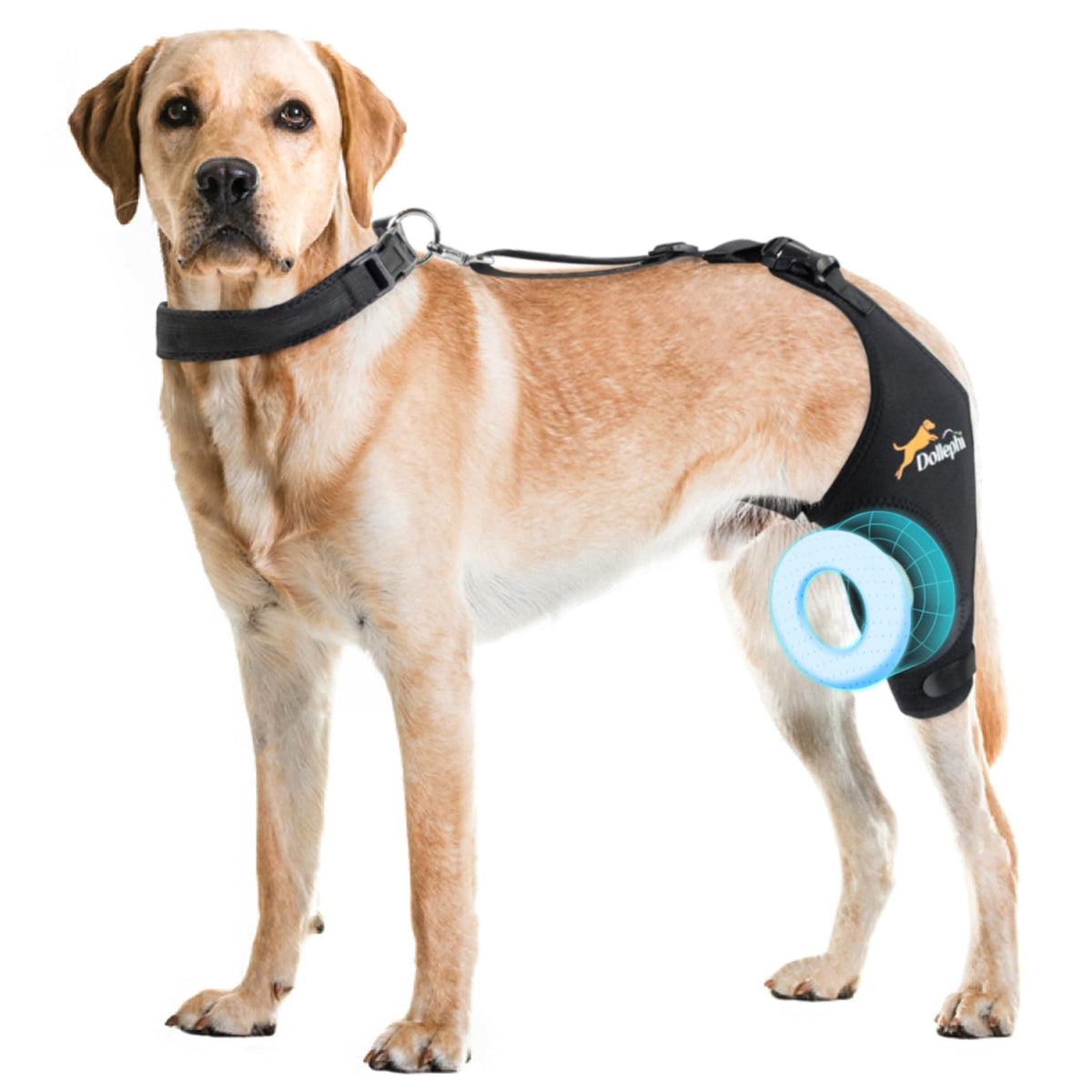 Genou-chien gauche avec orthèse Dollephi en neoprene pour maintien confortable.