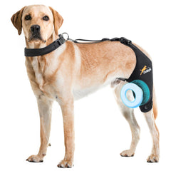 Genou-chien gauche avec orthèse Dollephi en neoprene pour maintien confortable.