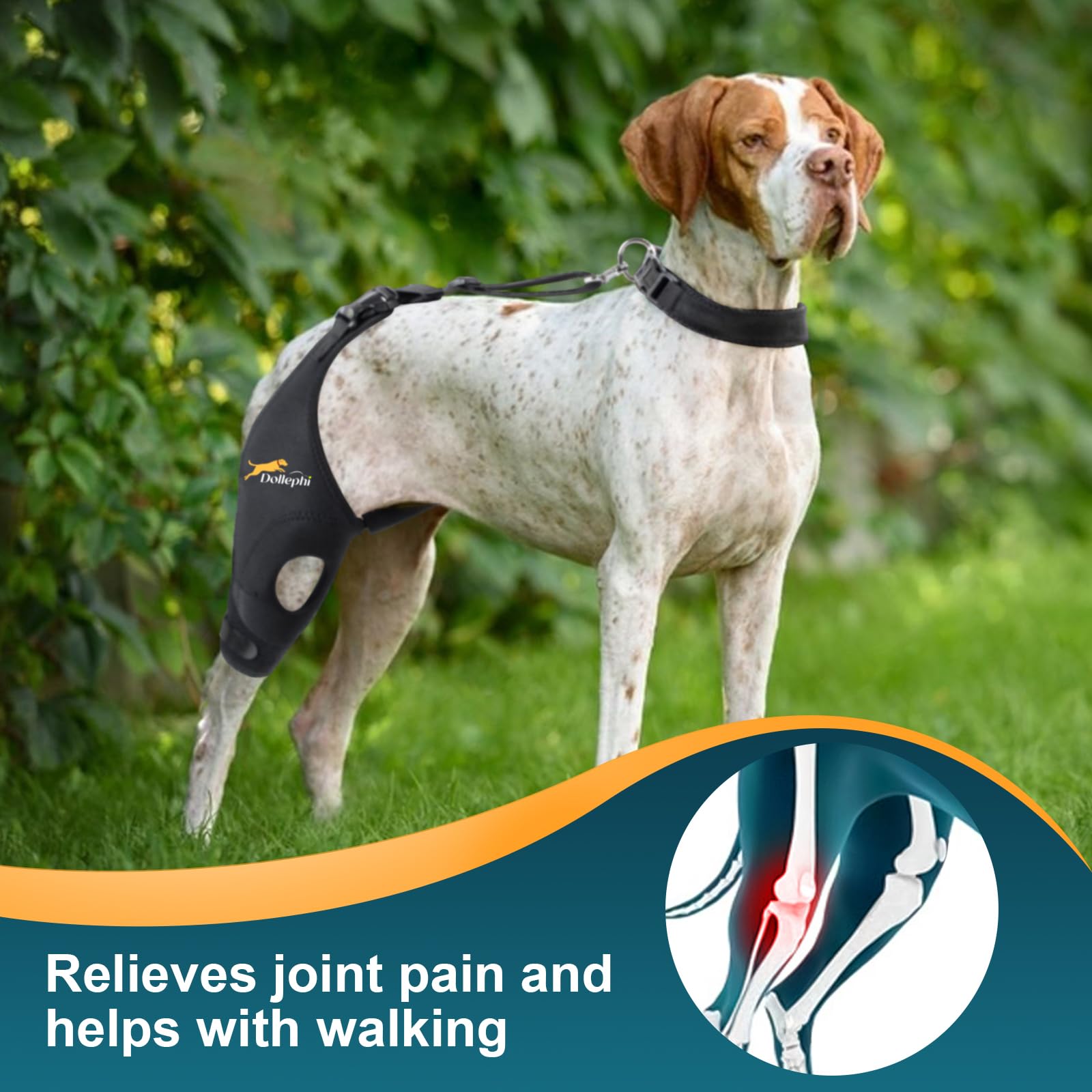 Dollephi gel pad patella genou chien, maintien ciblé pour la stabilité.