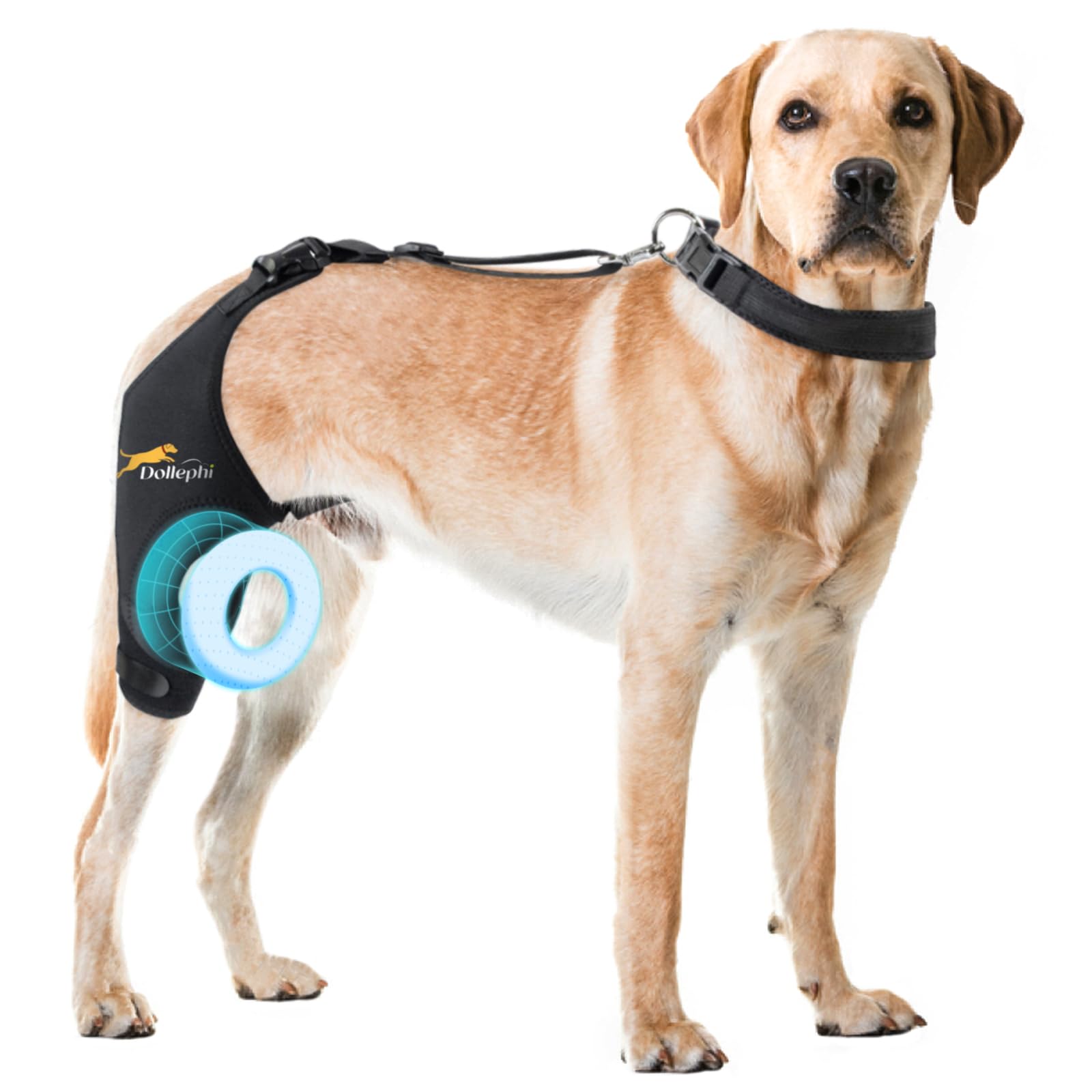 Dollephi orthèse genou chien droite, soutien fiable lors de la marche quotidienne.