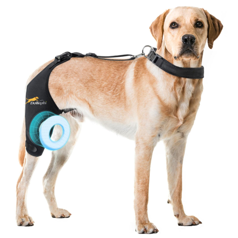 Dollephi orthèse genou chien droite, soutien fiable lors de la marche quotidienne.