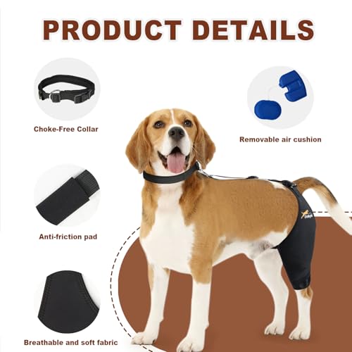 Dollephi orthèse genou chien – néoprène doux et durable pour le confort.