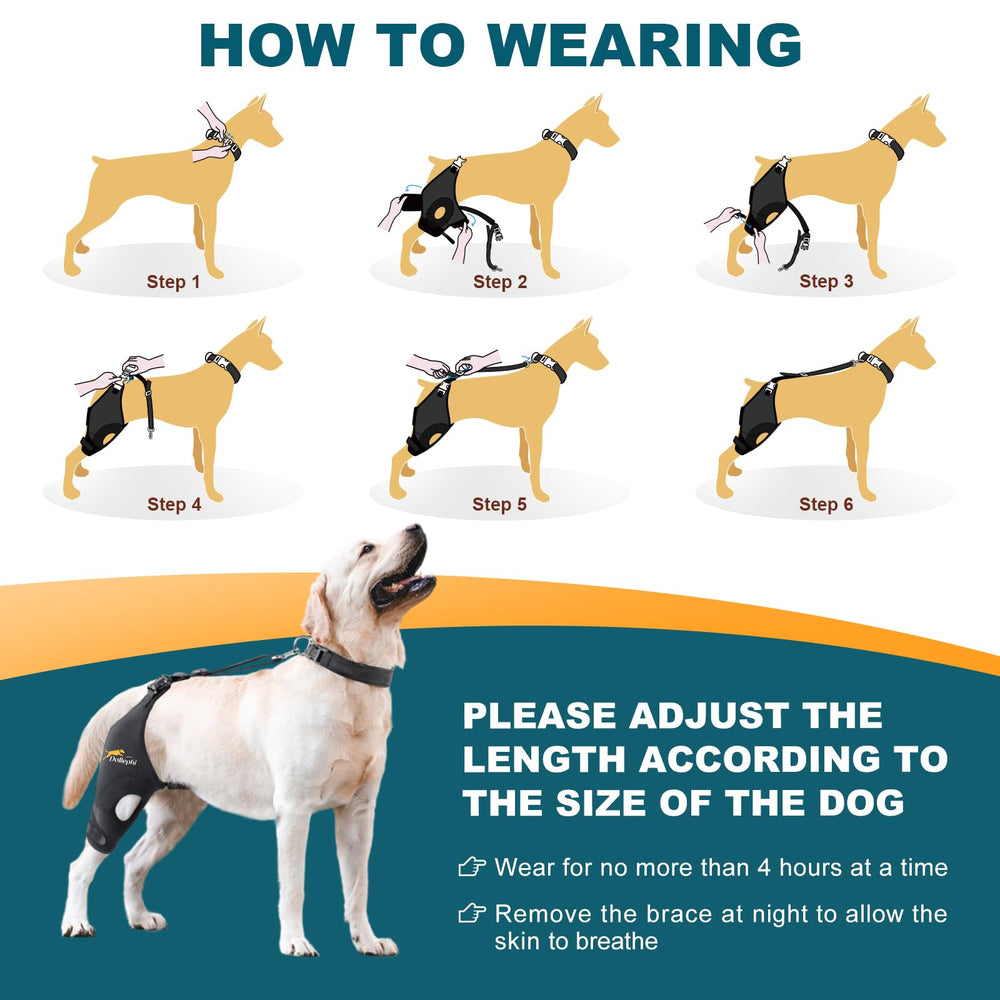 Dollephi soutien articulation genou chien, idéal après activité ou repos.