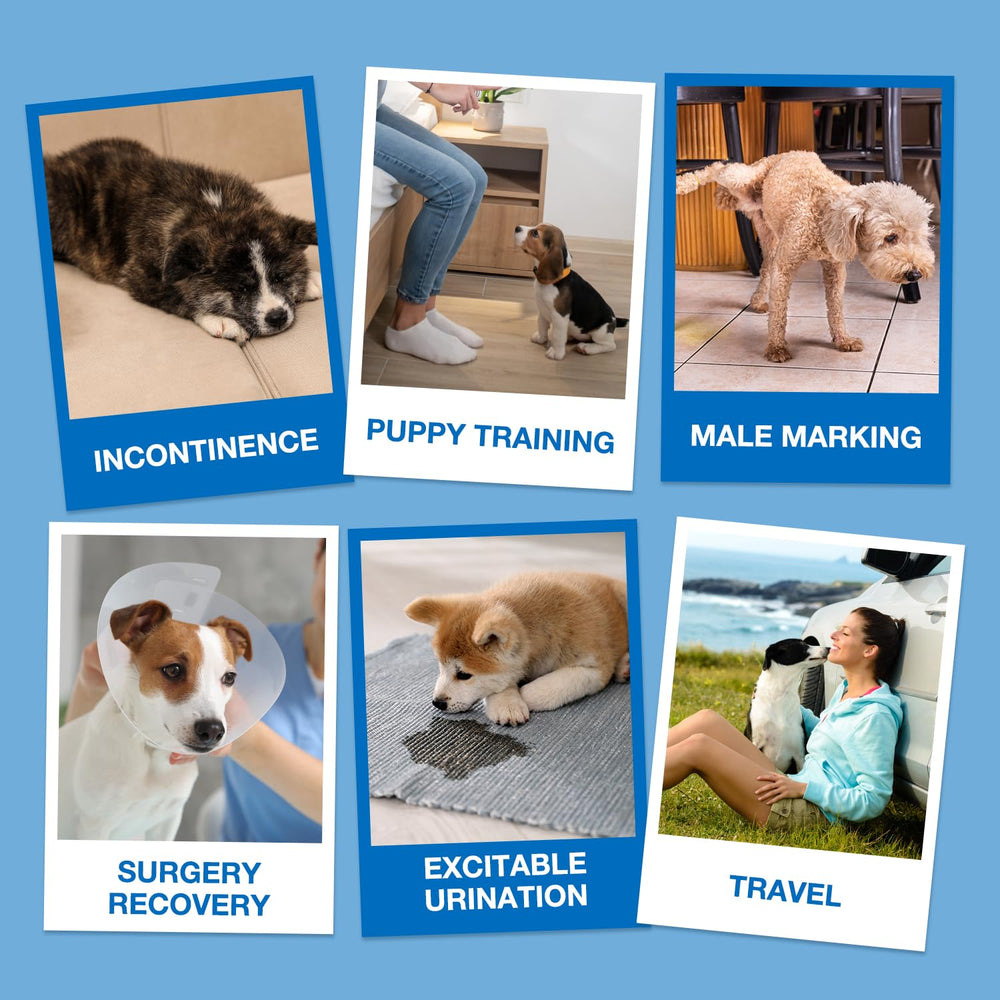 Dono Dog Diapers usage en voyage sans fuite et propreté