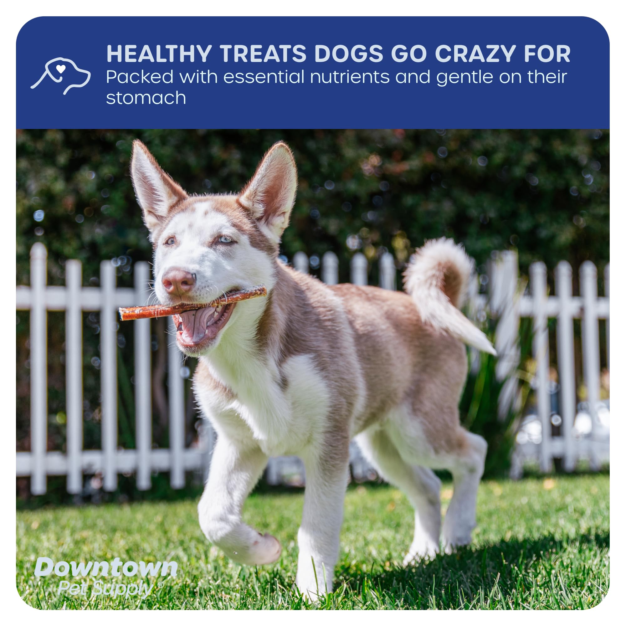 Chien mangeant battons-a-macher Downtown Pet Supply, grignotage longue duree.