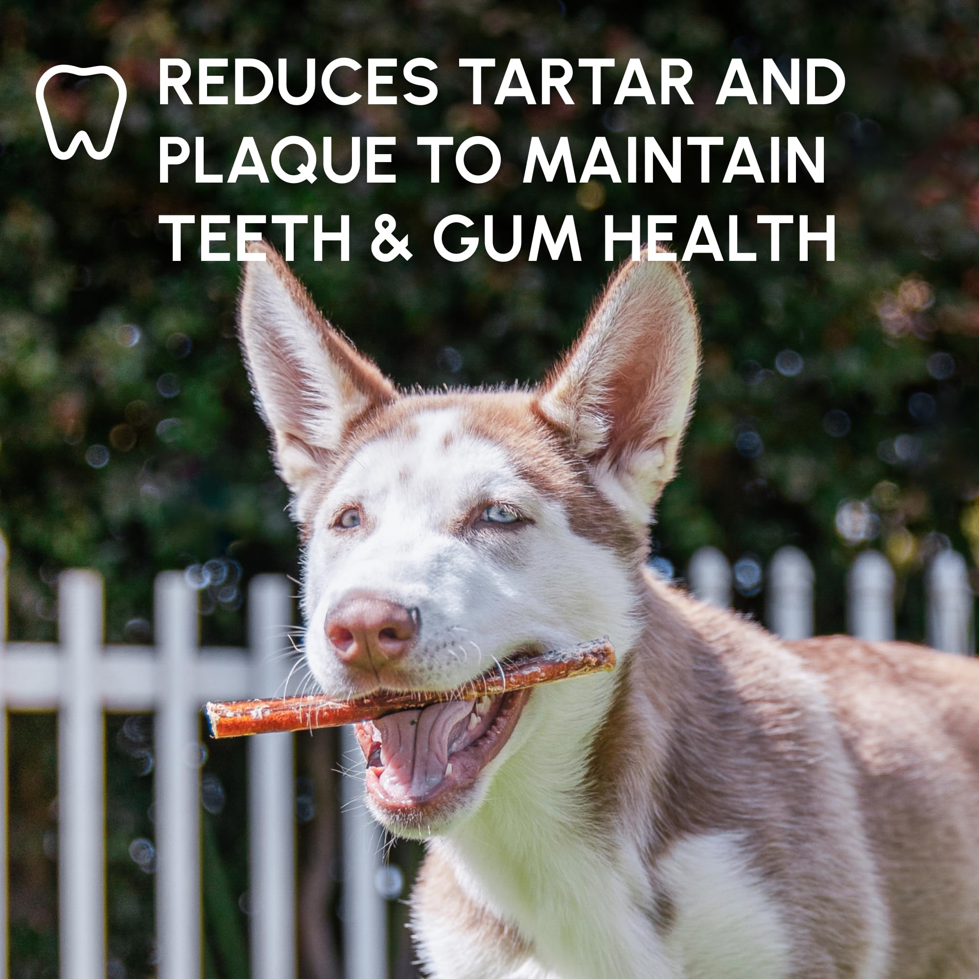 Downtown Pet Supply Bully Stick, chien content profitant d'une longue mastication
