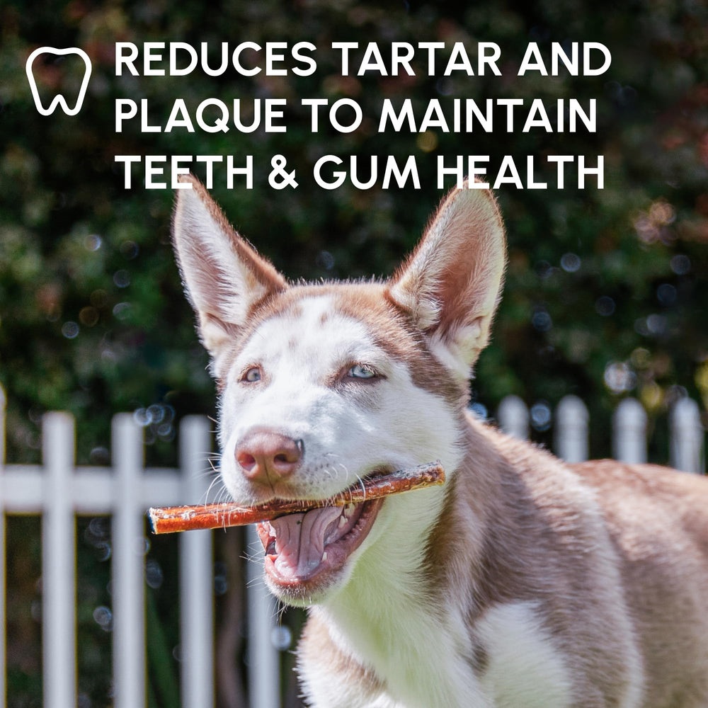Downtown Pet Supply Bully Stick, chien content profitant d'une longue mastication