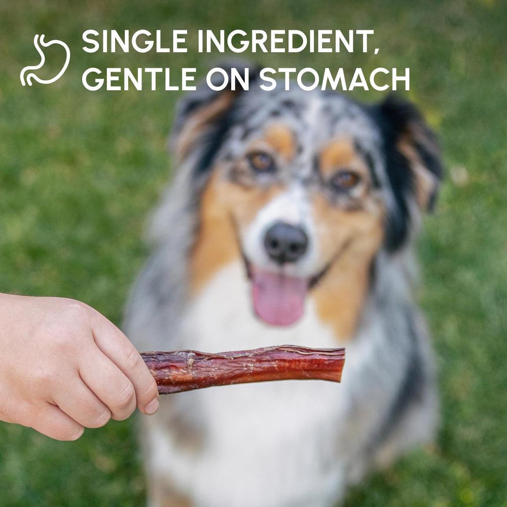 Downtown Pet Supply Bully Stick, vue sur texture grass-fed et sans additifs