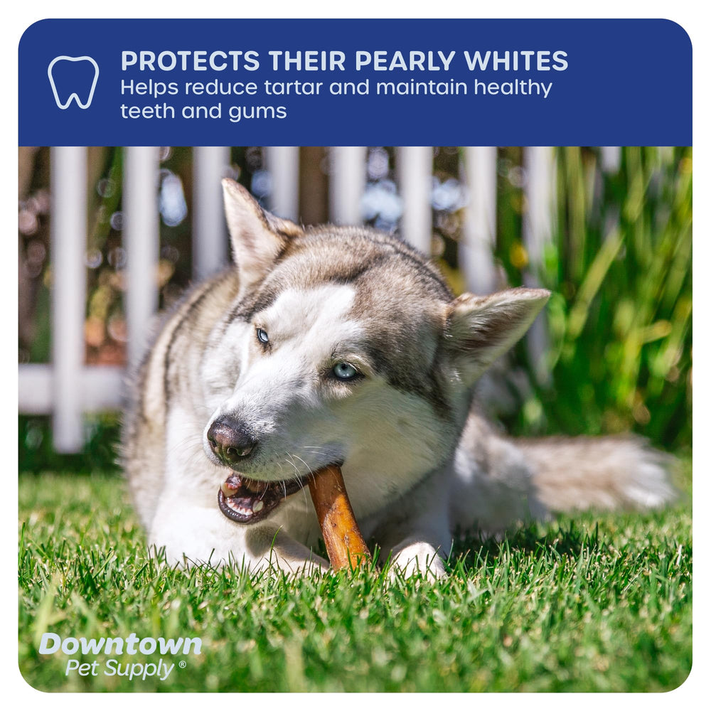 Downtown Pet Supply bully-stick jumbo 12 pouces longue durée pour mâcheurs actifs.