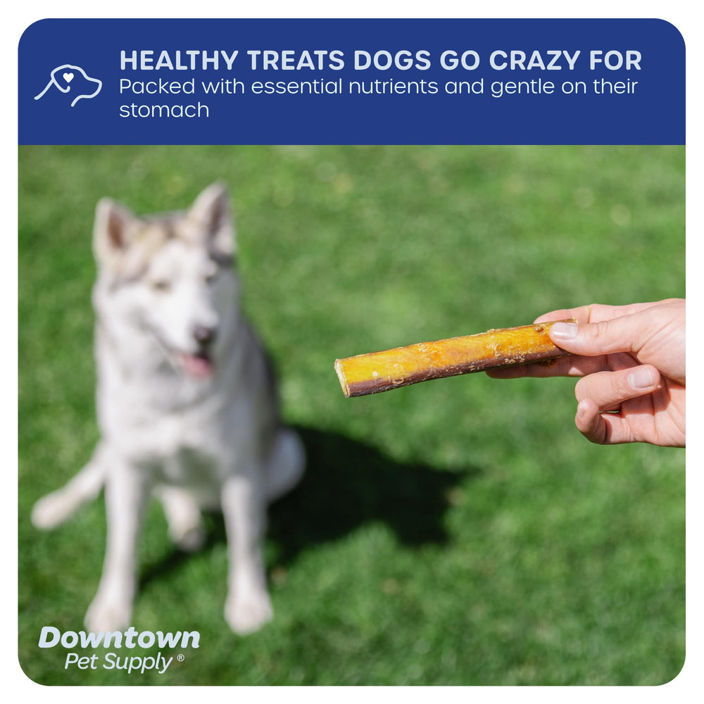 Downtown Pet Supply bully-stick jumbo 12 pouces sans cuir cru pour sécurité.