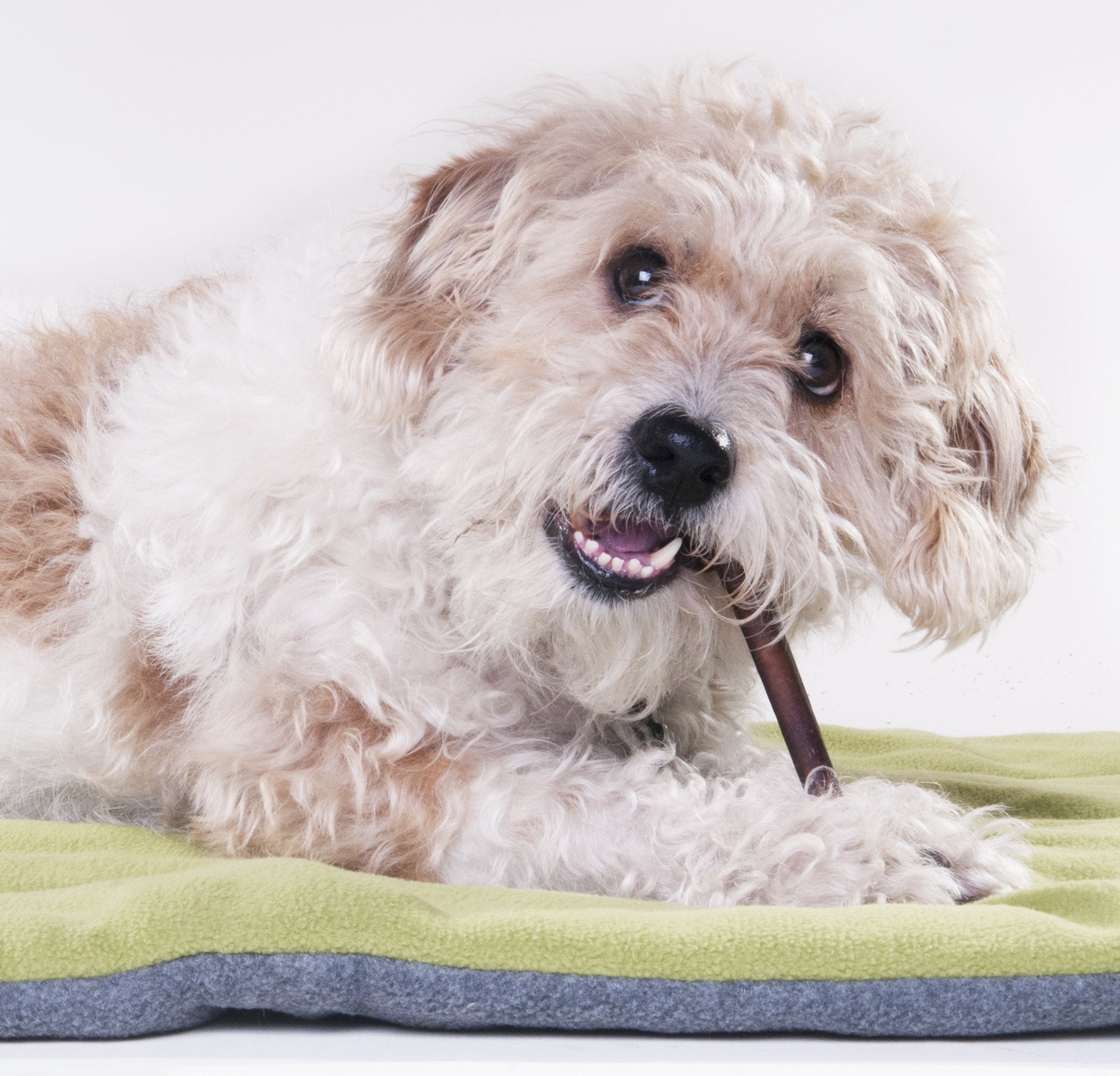 Downtown Pet Supply Bully Sticks sans os: alternative sûre aux friandises traditionnelles.