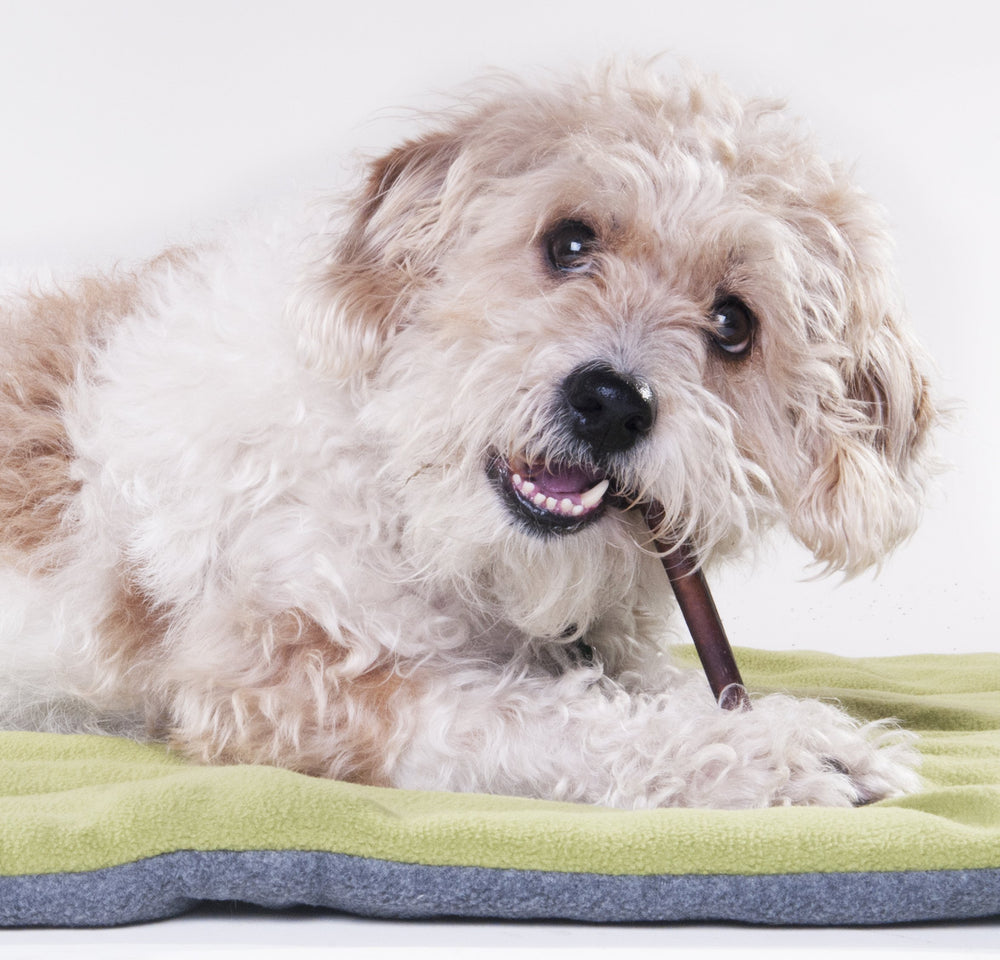 Downtown Pet Supply Bully Sticks sans os: alternative sûre aux friandises traditionnelles.